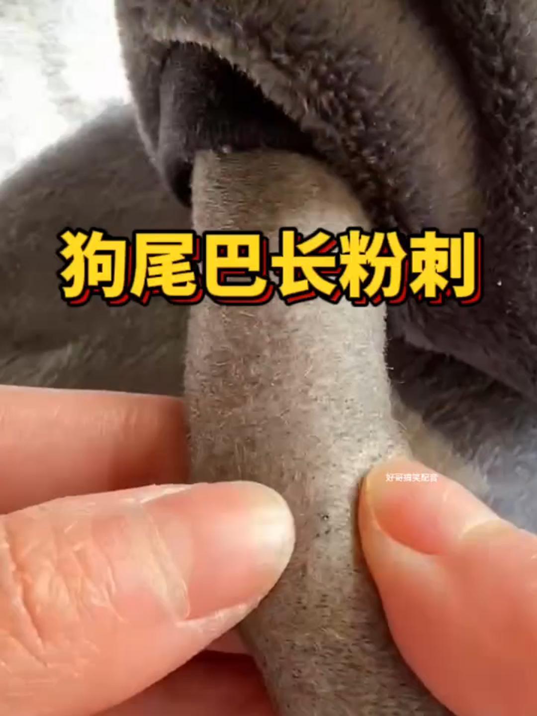 狗尾巴長的這是什麼東西?搞的我強迫症都犯了