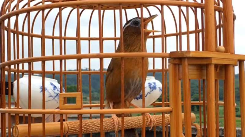 母画眉鸟叫声清脆高昂，好声音值得收藏，公画眉鸟听了也会对唱