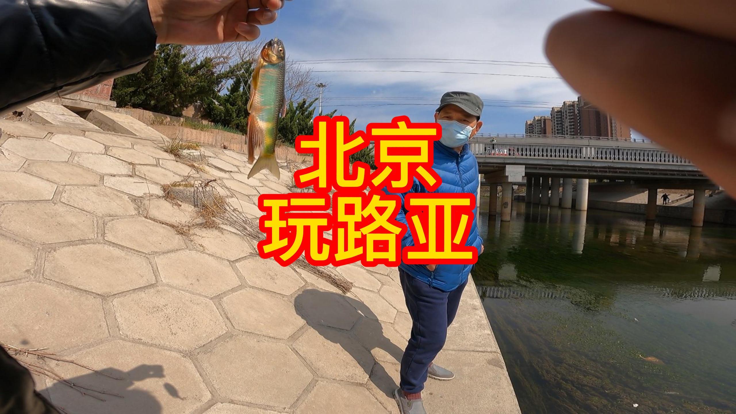 北京玩路亚,上了一条溪哥,旁边大哥觉得好看,拿回家养着了!