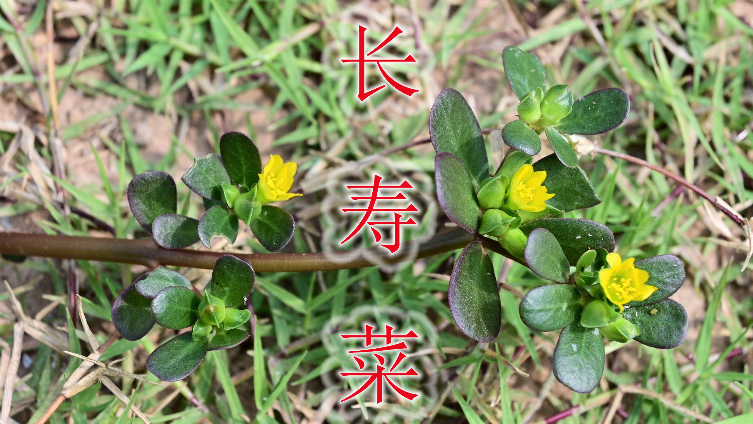 野菜马齿苋又叫“长寿菜”,号称“天然抗生素”,遇见就采摘回去
