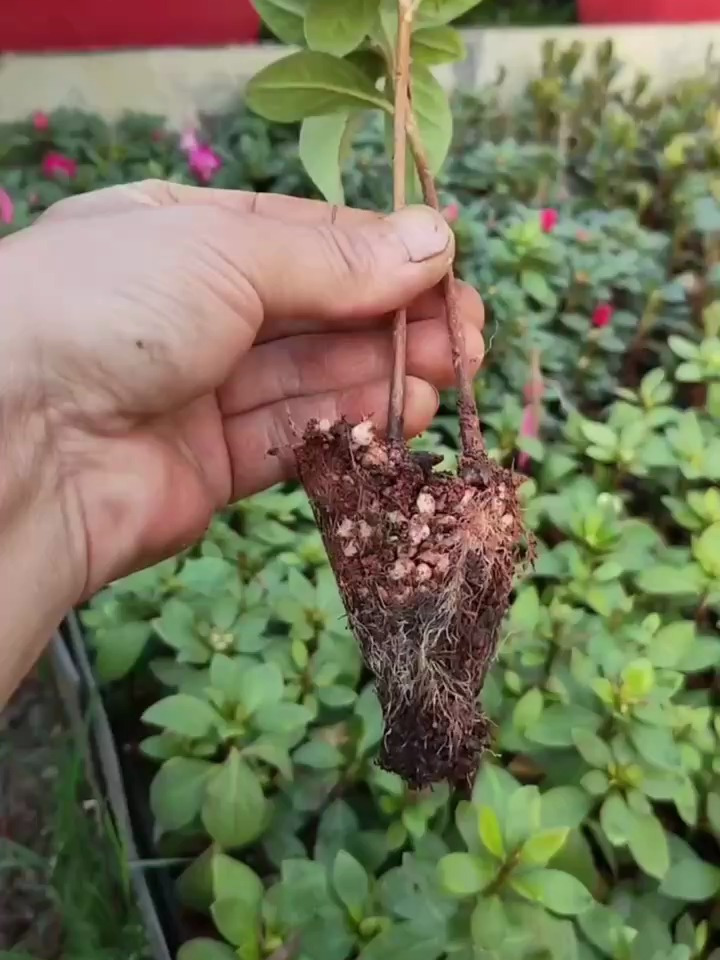 杜鹃花的扦插方法,简单易学