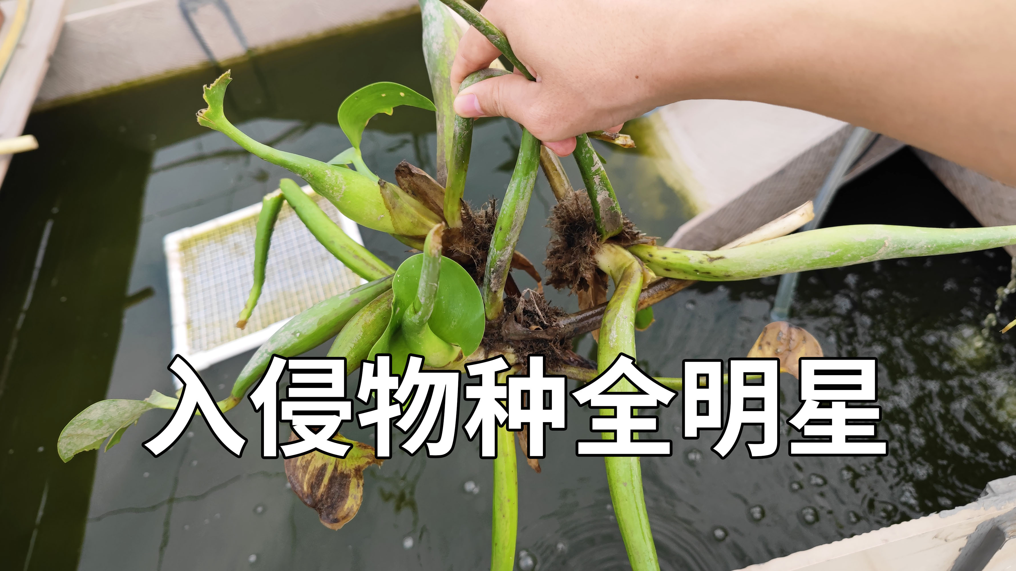 入侵物种全明星S1赛季,雪鲷消失了,新成员福寿螺孔雀鱼水葫芦