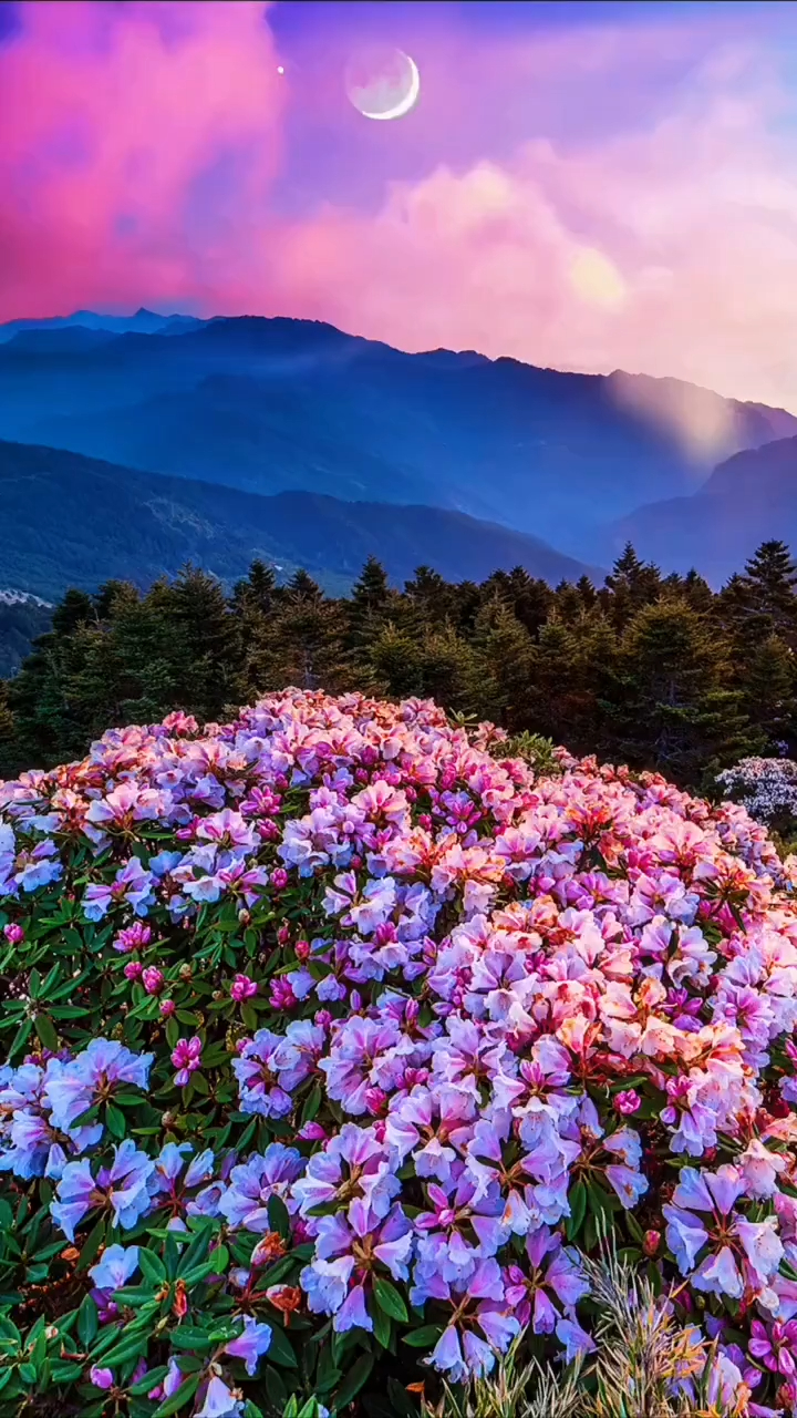 有些回憶,總是在夜深人靜的時!治癒系風景 花海 夜空