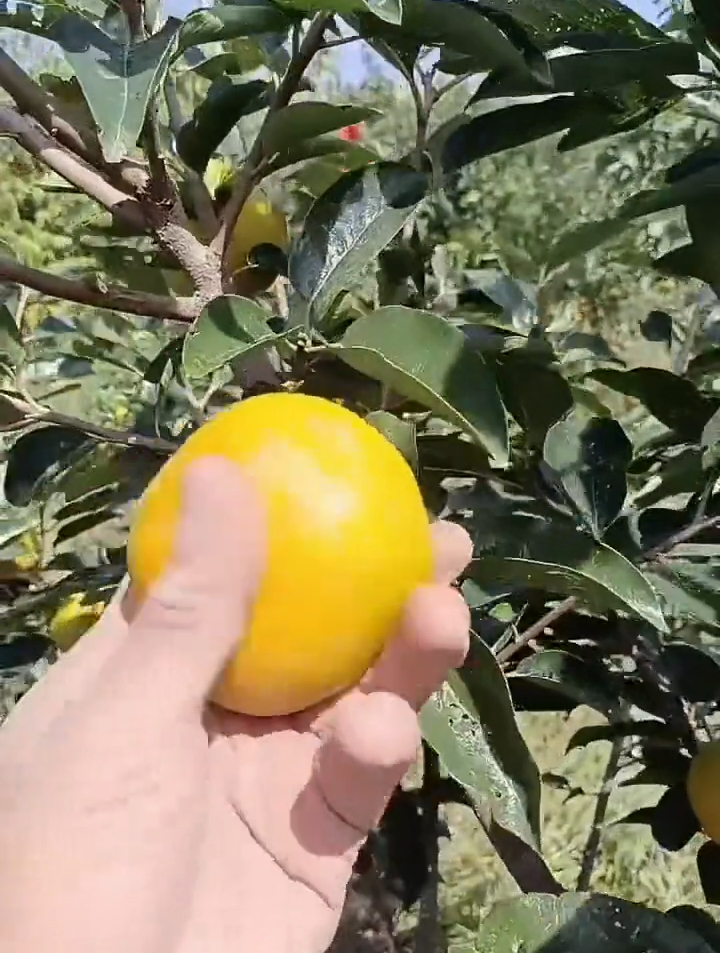 1年生小果甜柿砧木嫁接太秋柿子苗价格-度小视