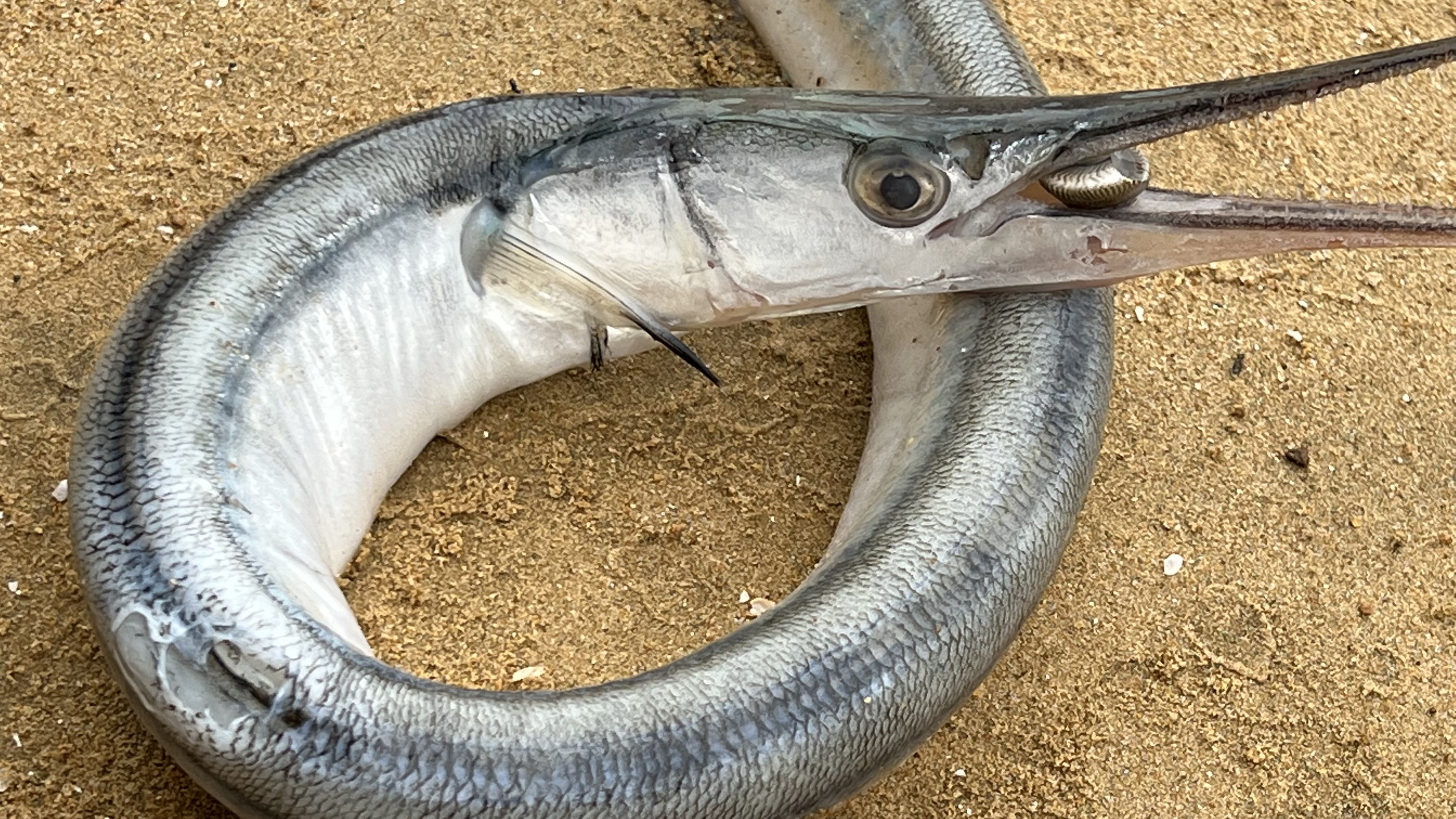 大海退潮后，大庆随着潮水发现一条大长嘴鱼，嘴巴比手还要长