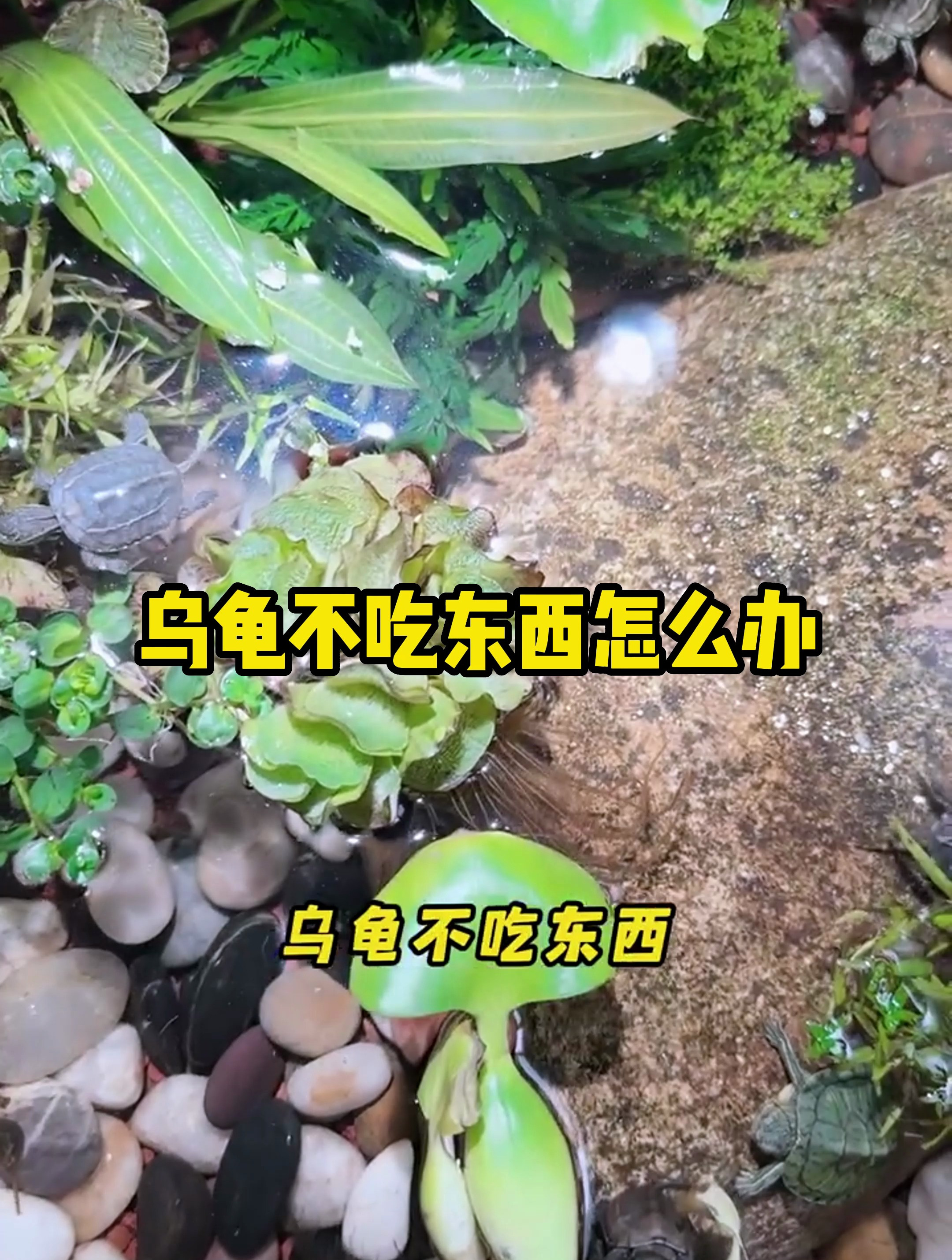乌龟为什么不吃东西