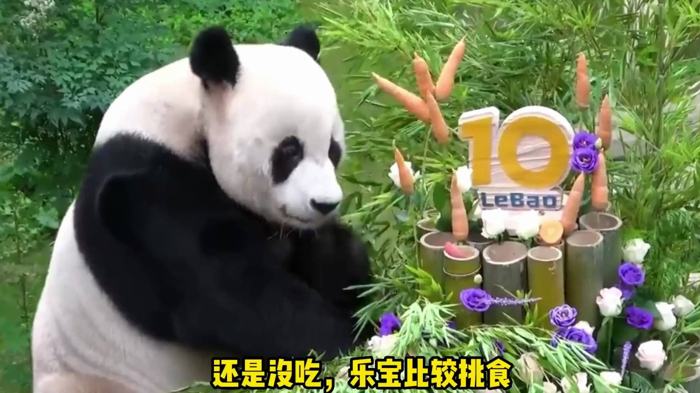 乐宝十岁生日,两位爷爷制作了生日蛋糕,小时候的乐宝活泼又可爱