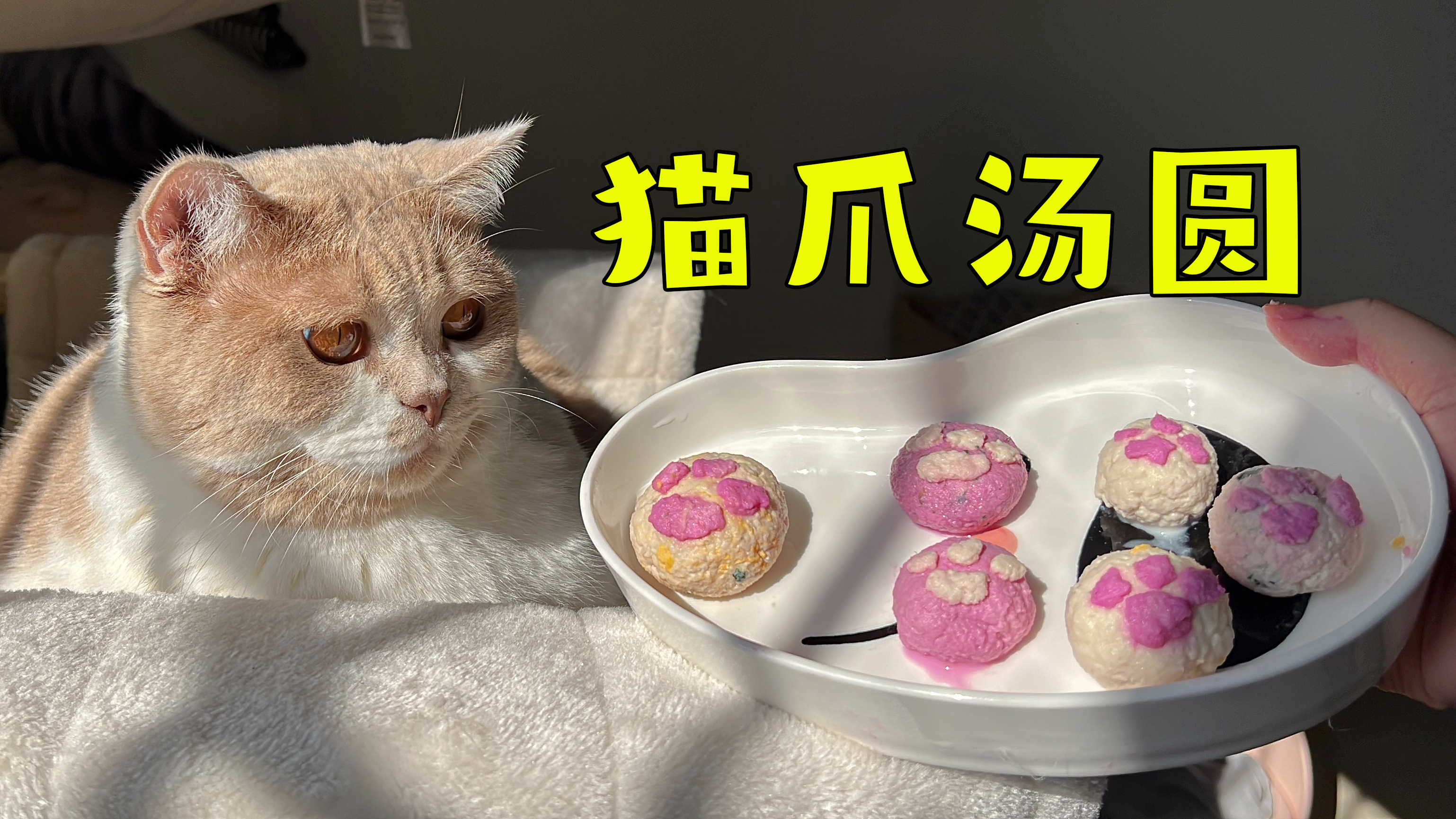 小猫咪能吃的汤圆,还是猫爪形状的,超可爱!