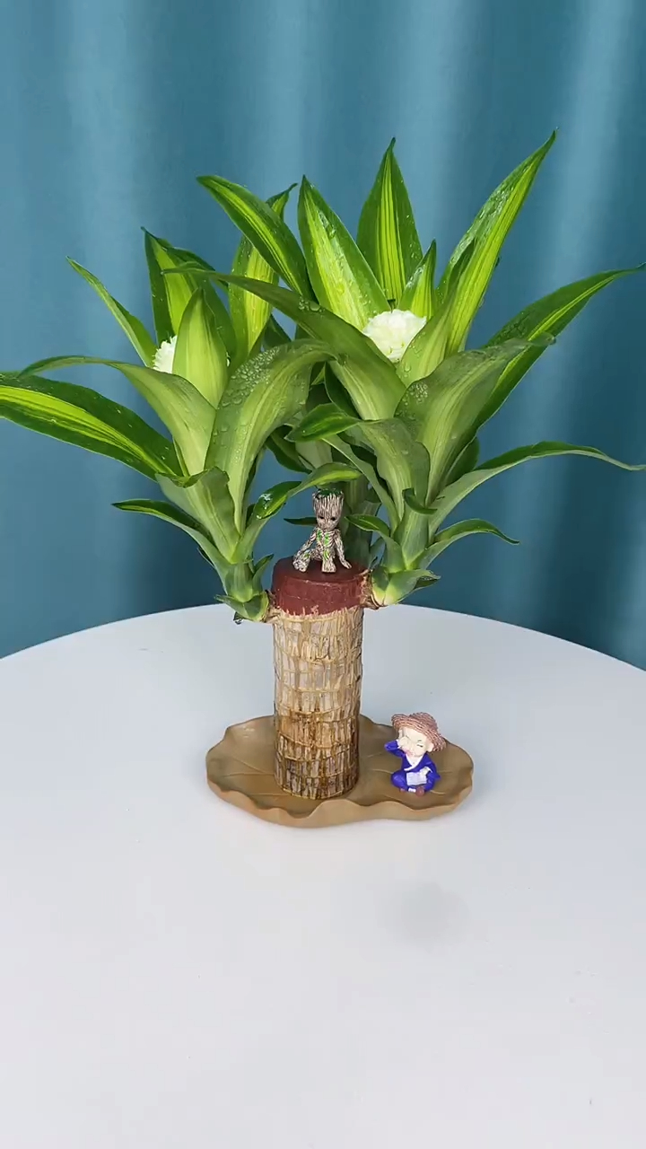 巴西木又叫幸运木,传言说一旦开花就能遇到幸运的事情-度小视