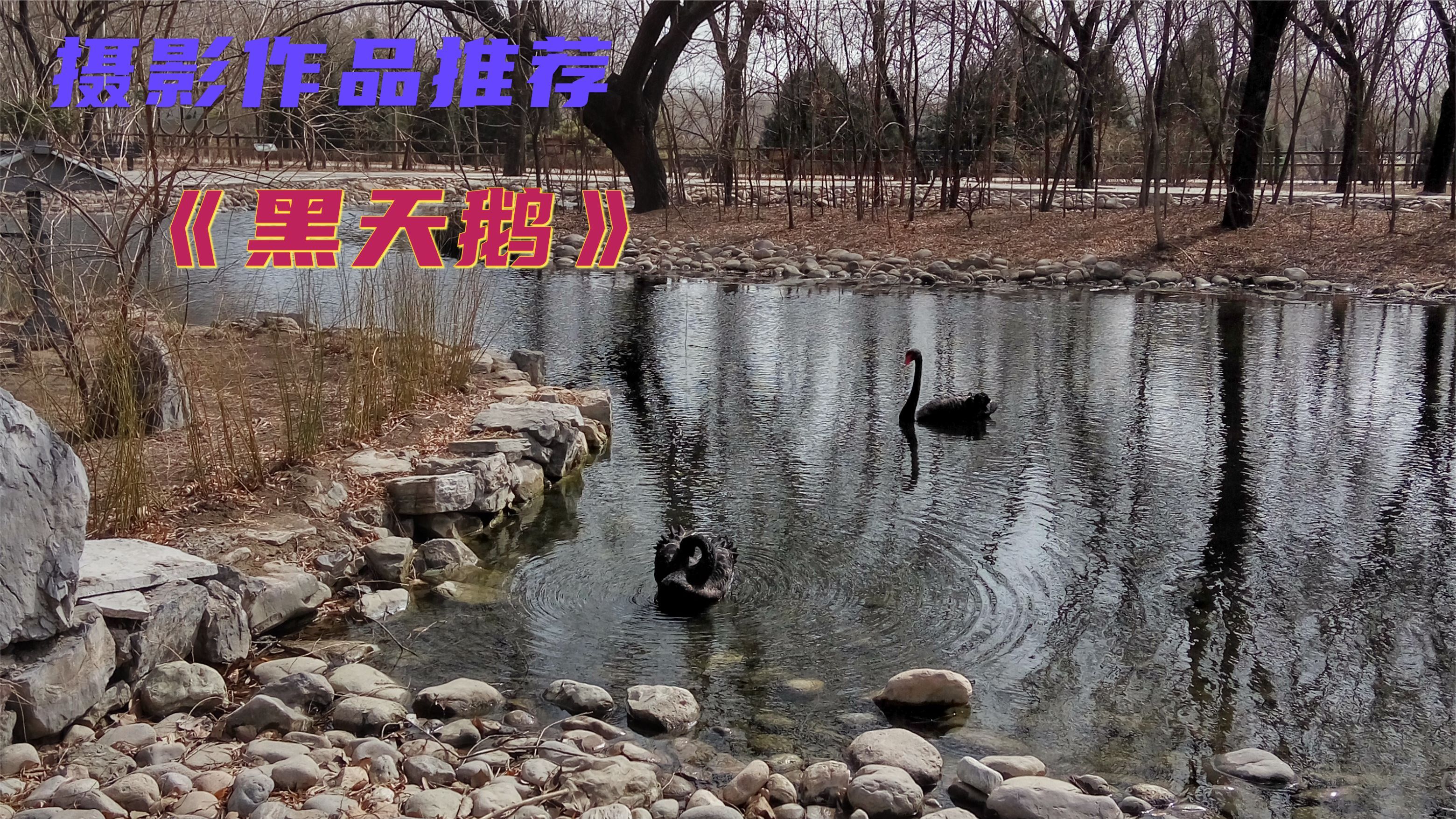 原创摄影作品推荐《黑天鹅》