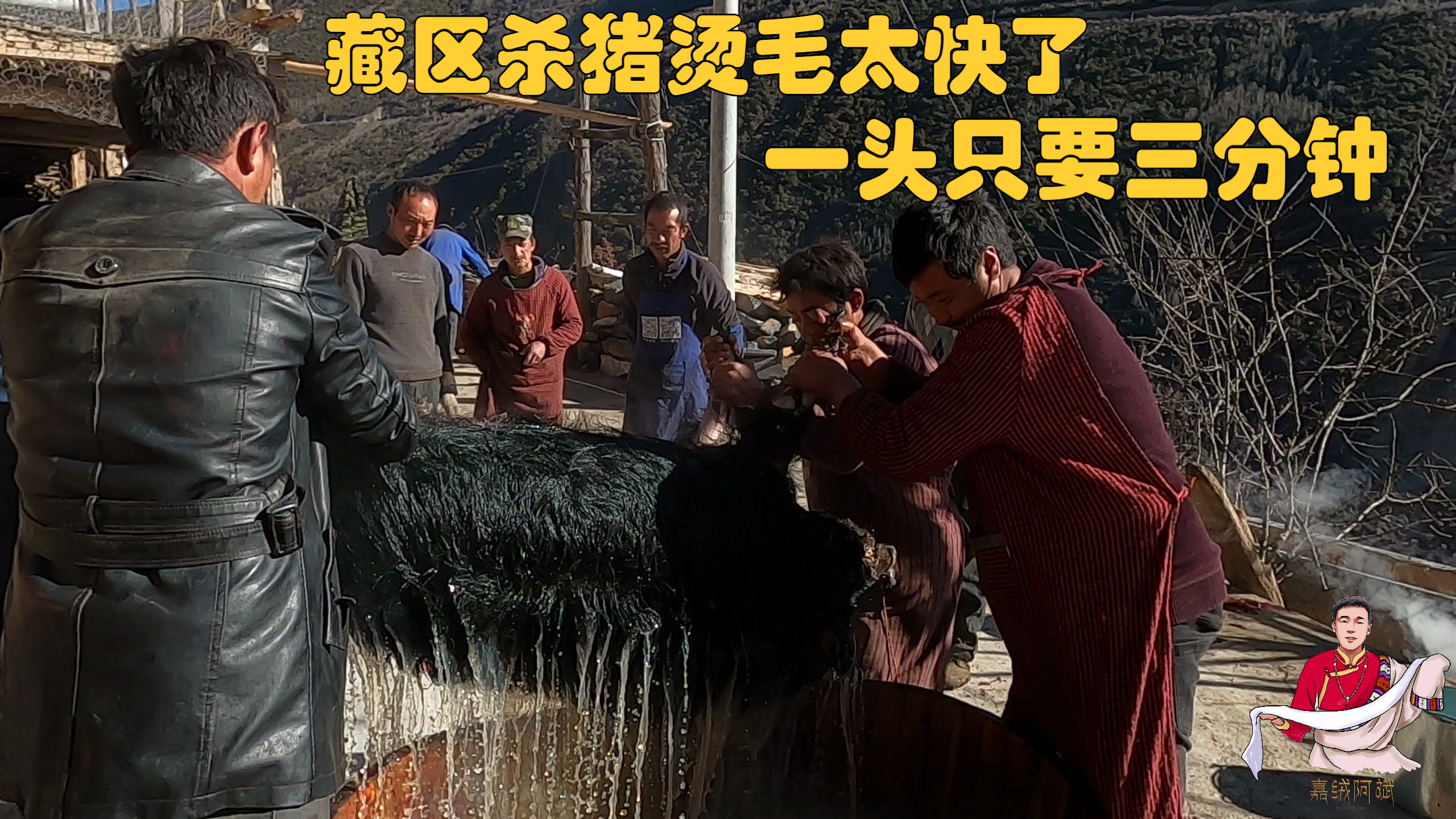 感受藏区速度,一头藏香猪不到3分钟就刮好,有比这还快的吗