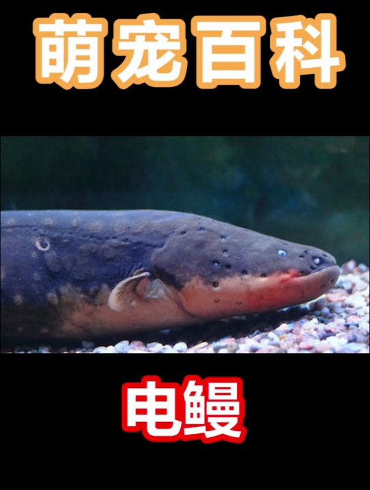 有一种会发电,还能放电的鱼,你知道吗