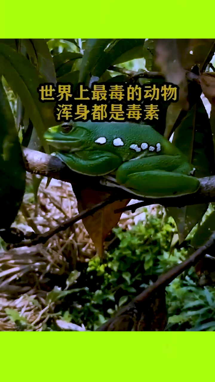 世界上最毒的动物浑身都是毒素