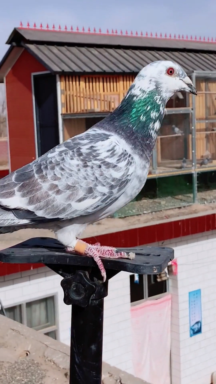 这就是亲和力爆棚的麒麟花,传统的鲁道血统,真是给我10万都不卖