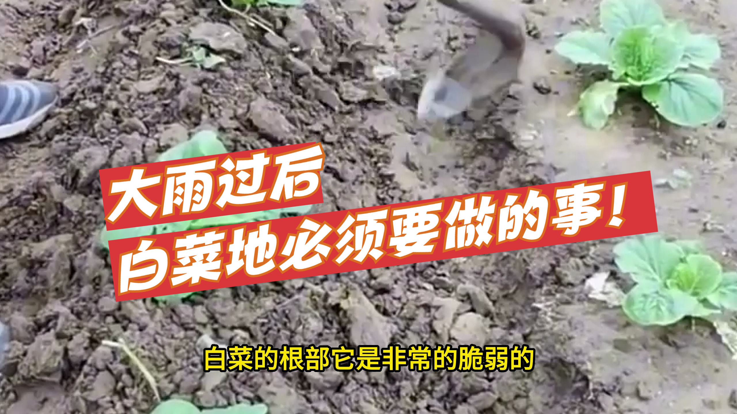 大雨过后,白菜地必须要做的事!