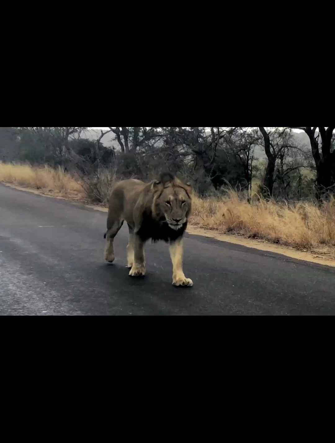 一只怪尾巴雄狮,尾巴中间像折断了似的