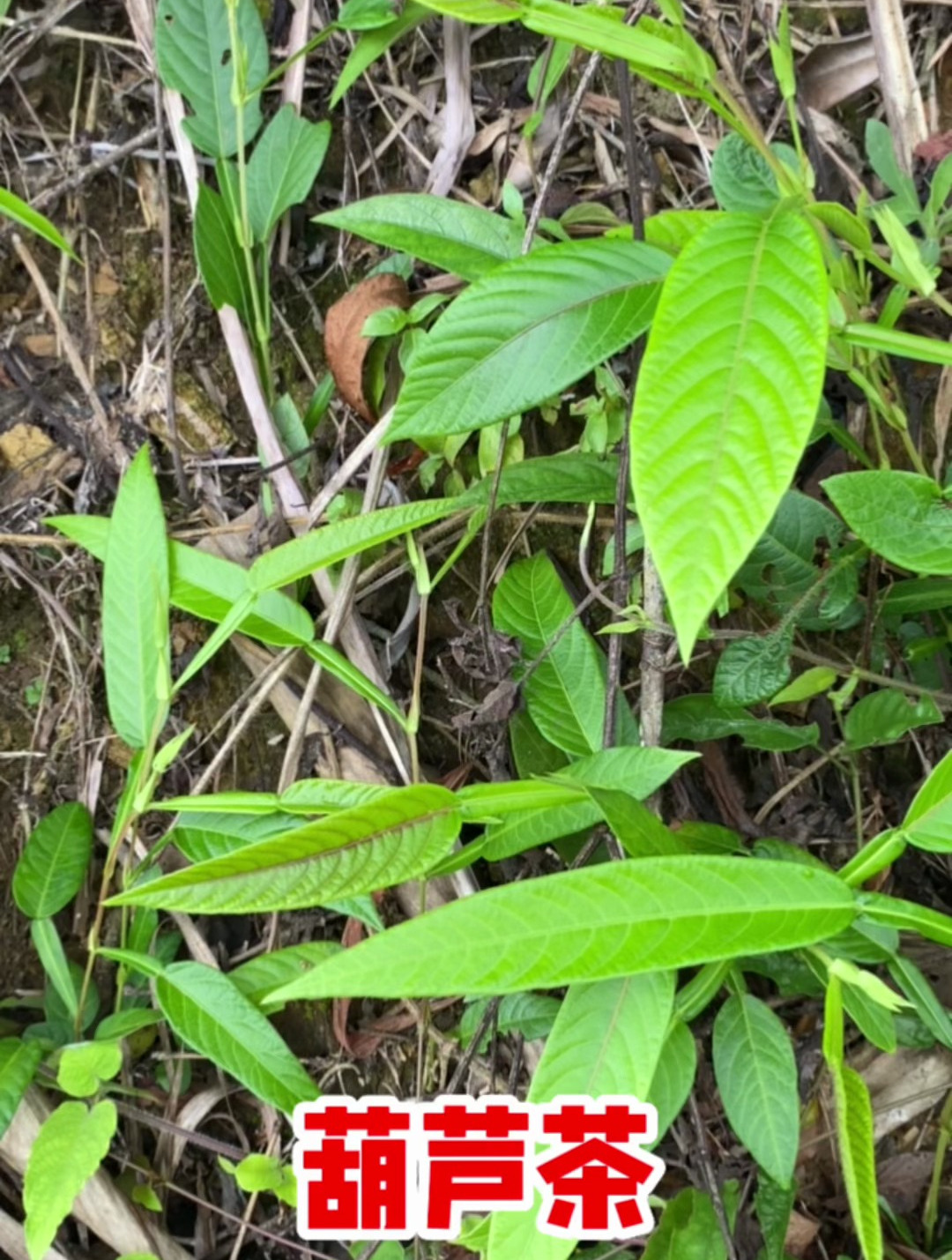 葫芦茶的别名