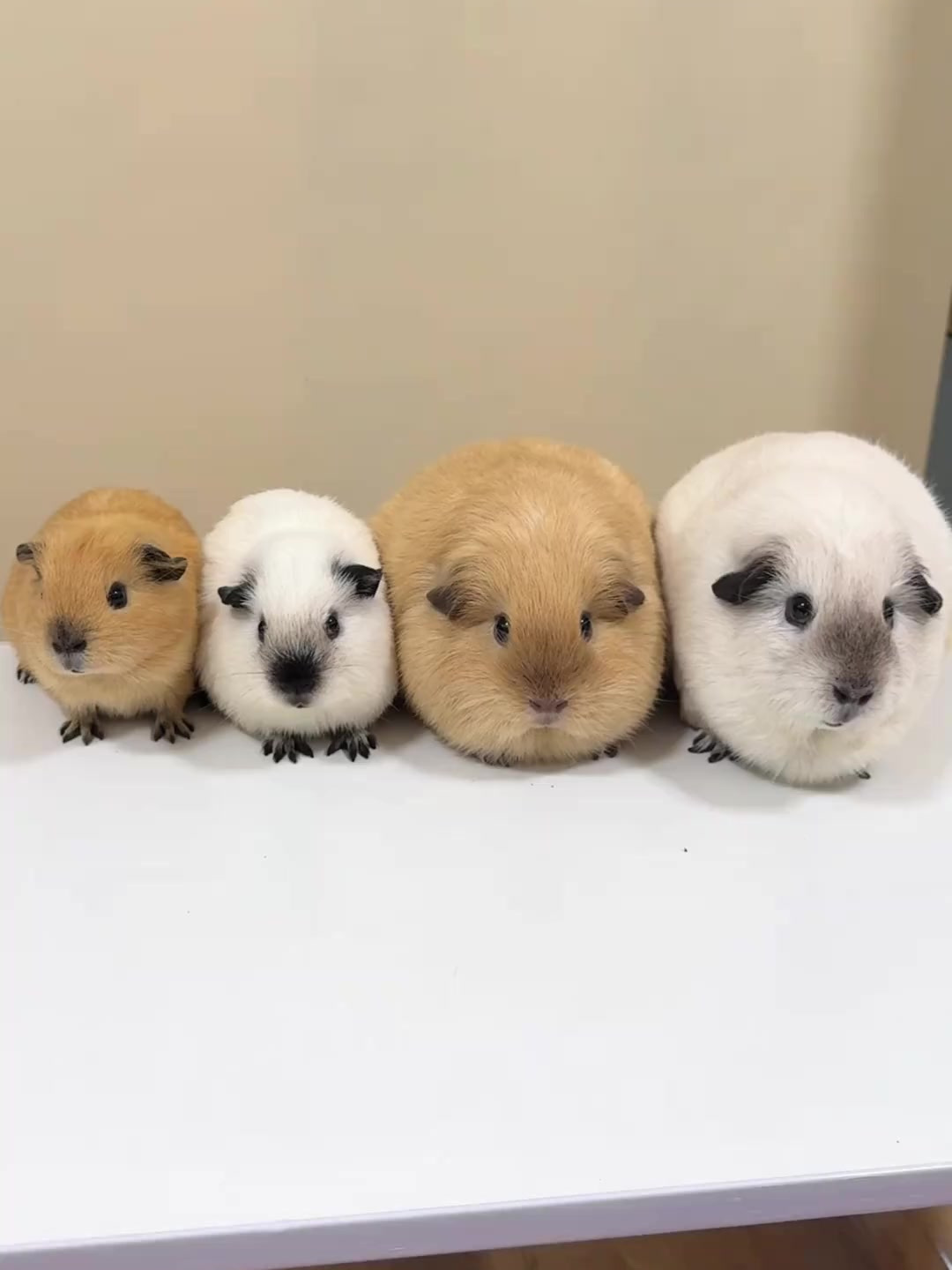 今天的豚鼠是"四小碗"!荷兰猪 豚鼠 铲屎官的乐趣