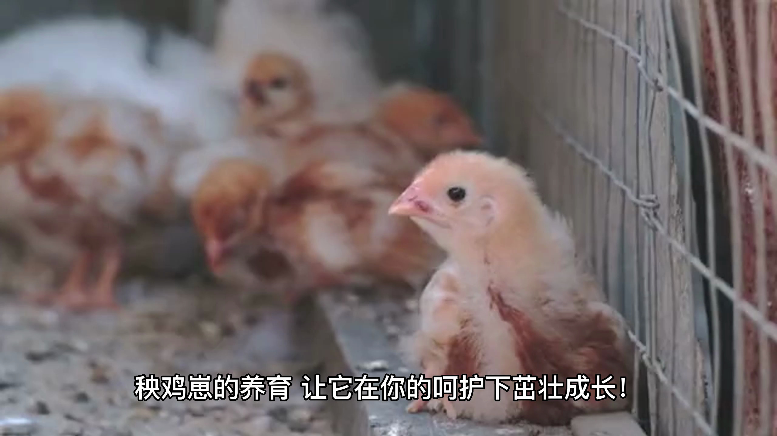 捡到秧鸡崽怎么养活