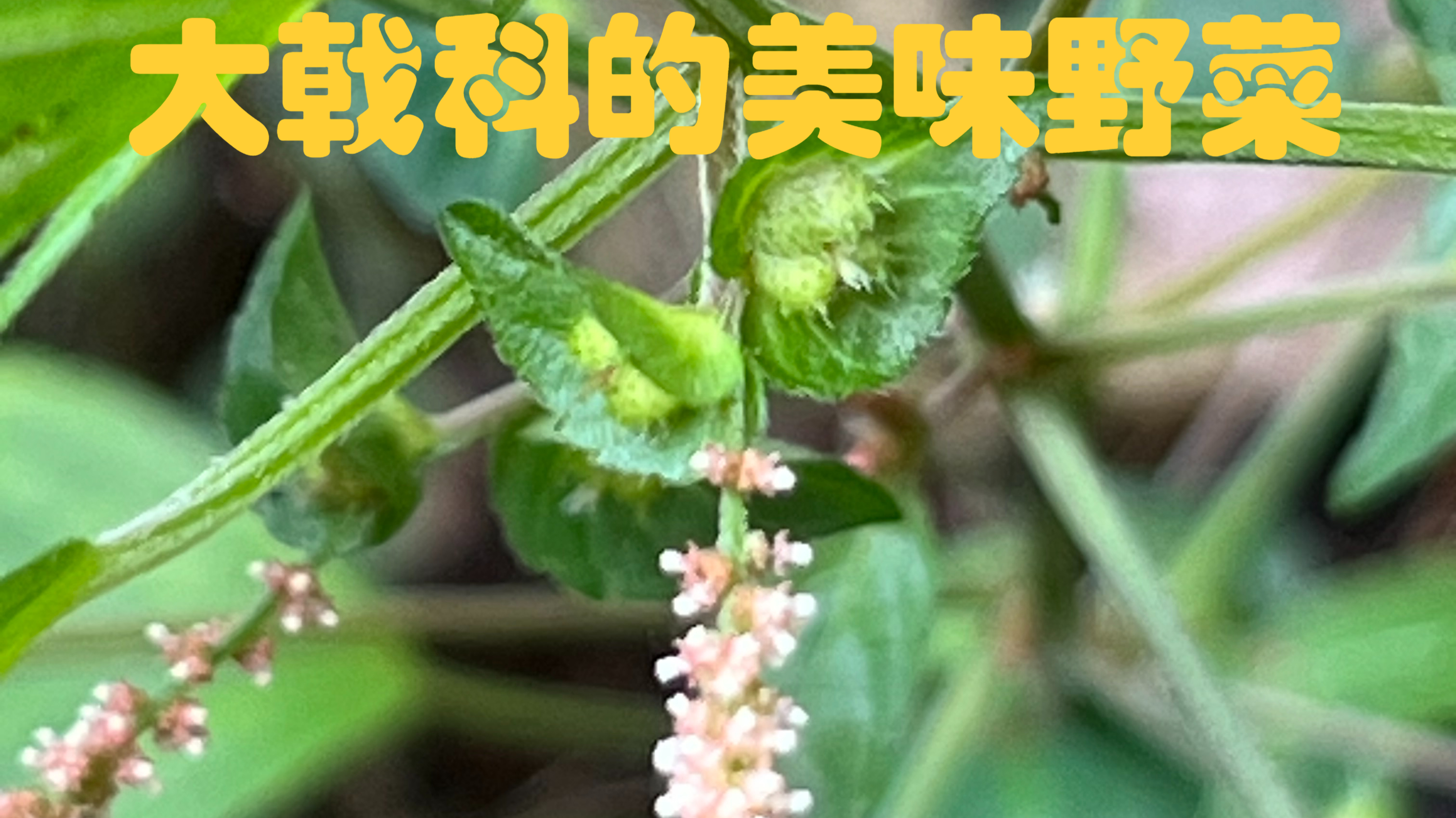 身边常见的大戟科美味野菜铁苋菜还有个霸气的别称叫“血见愁”