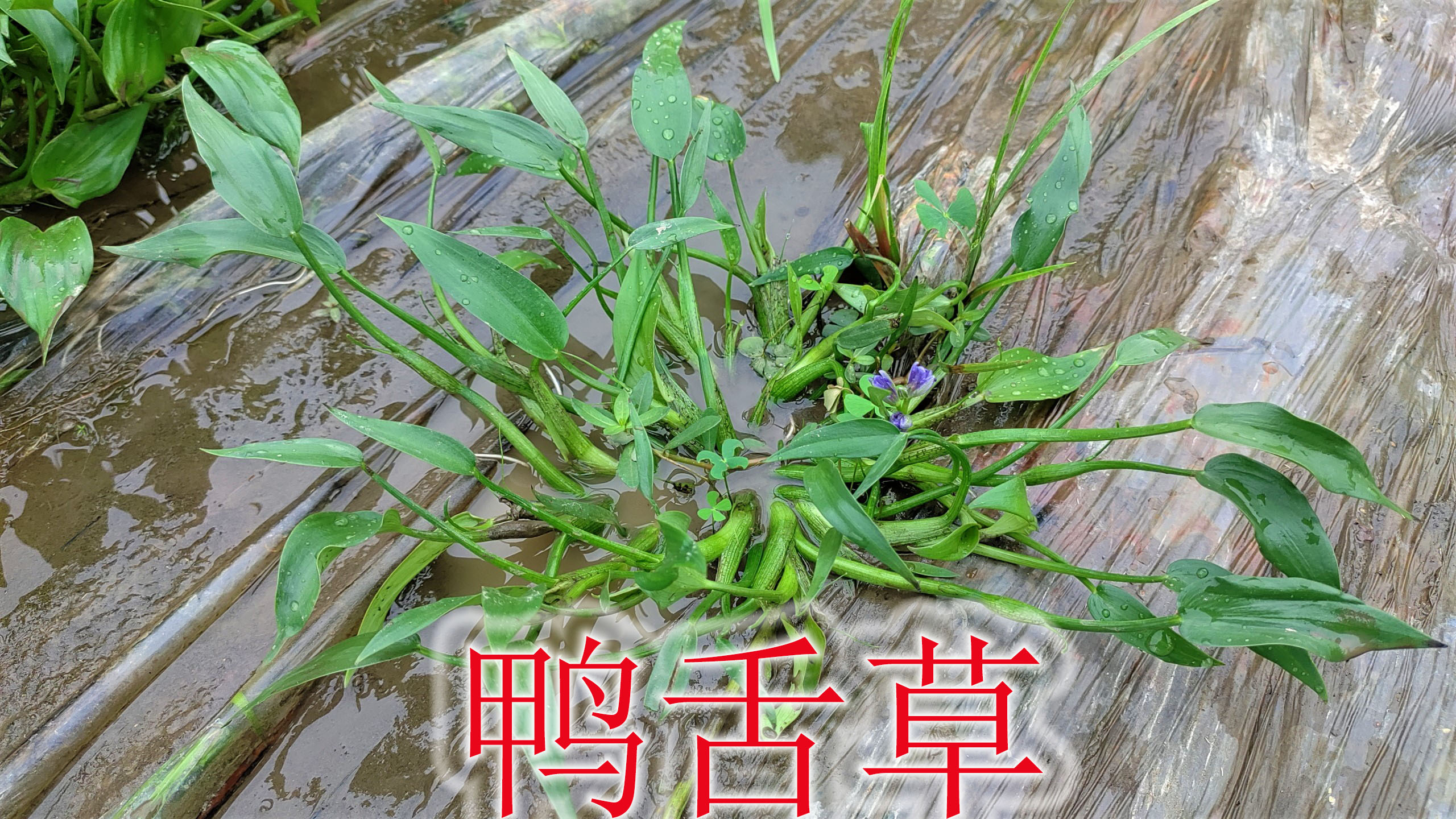 水生草本植物“鸭舌草”,有3大用途与价值,农村当危害杂草除