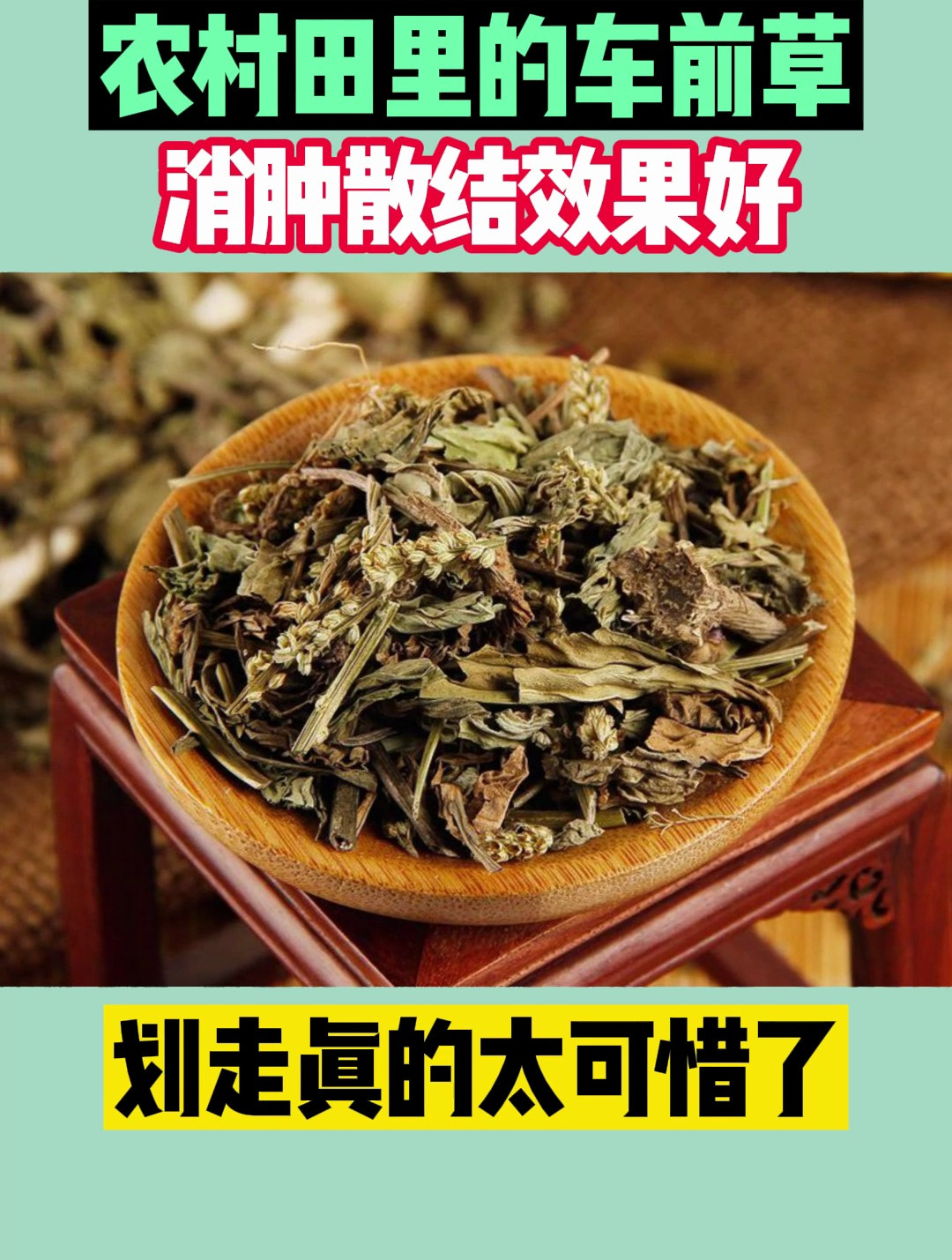 农村田里的车前草消肿散结效果好