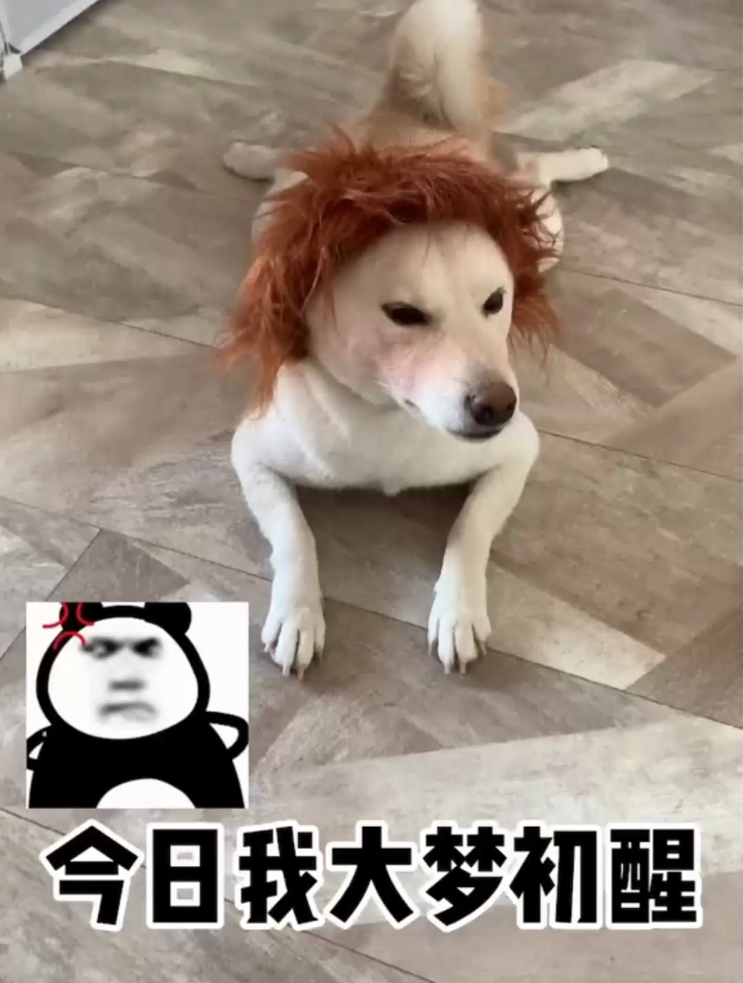 妈妈的好大儿就算陈比方不想理我那我也最爱比方