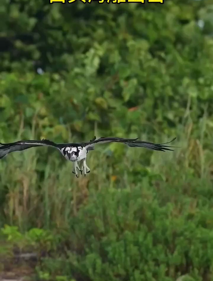 白头海雕捕鱼失手