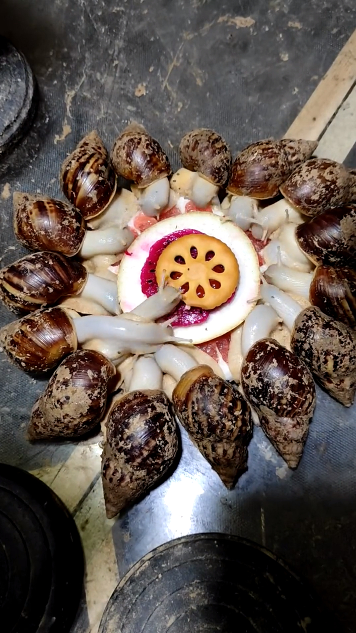 蜗牛最喜欢吃水果进食拍到这一幕看完我都有点饿了