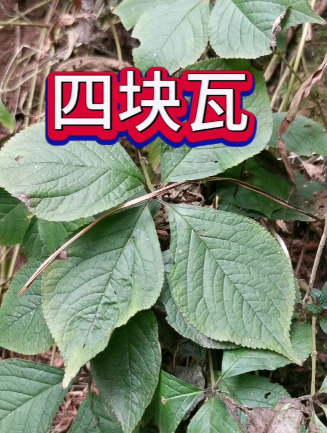 网友要四块瓦,静林上山找了好外才找到这里,还好不负所托!