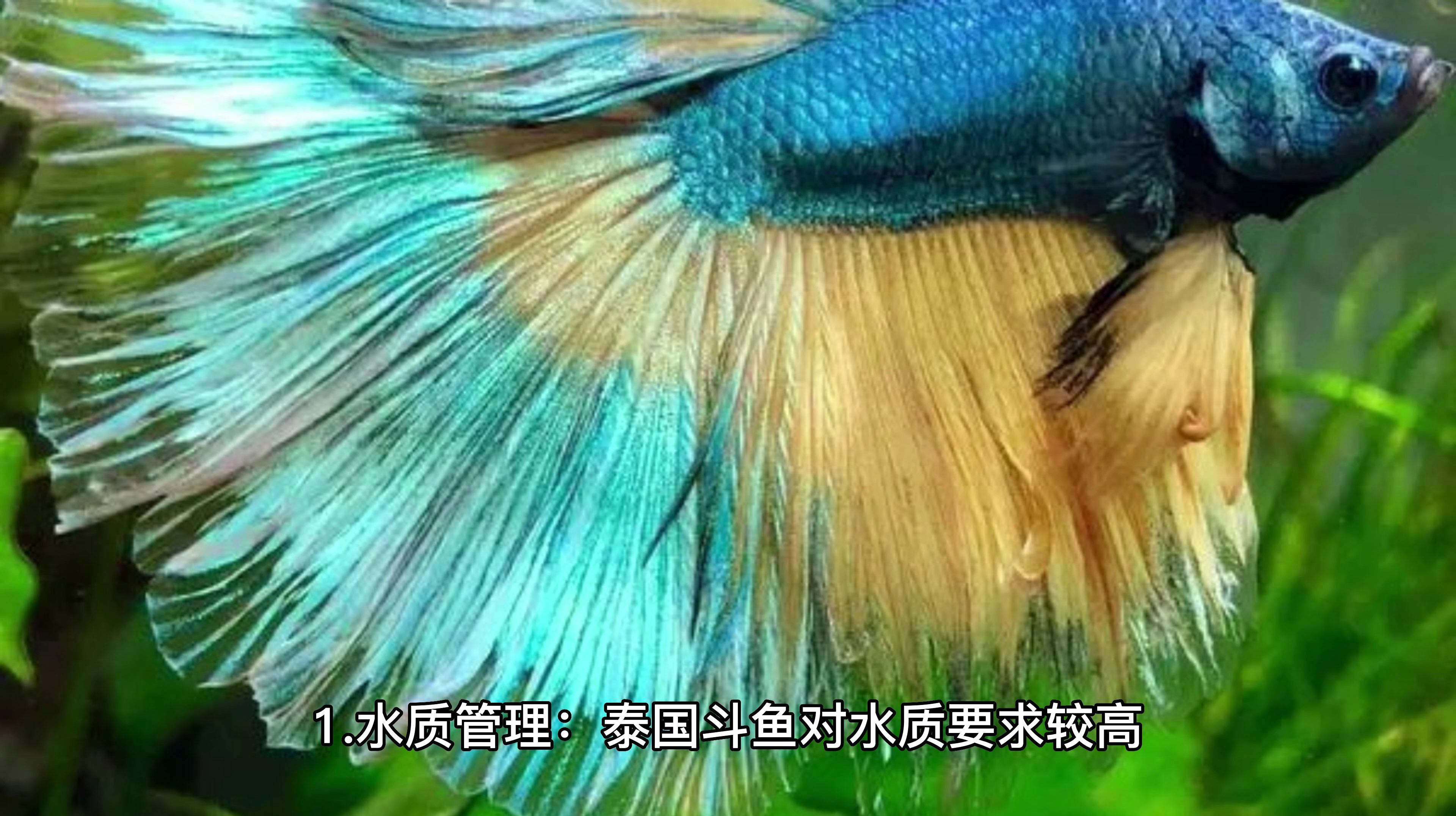 泰国斗鱼的养殖方法