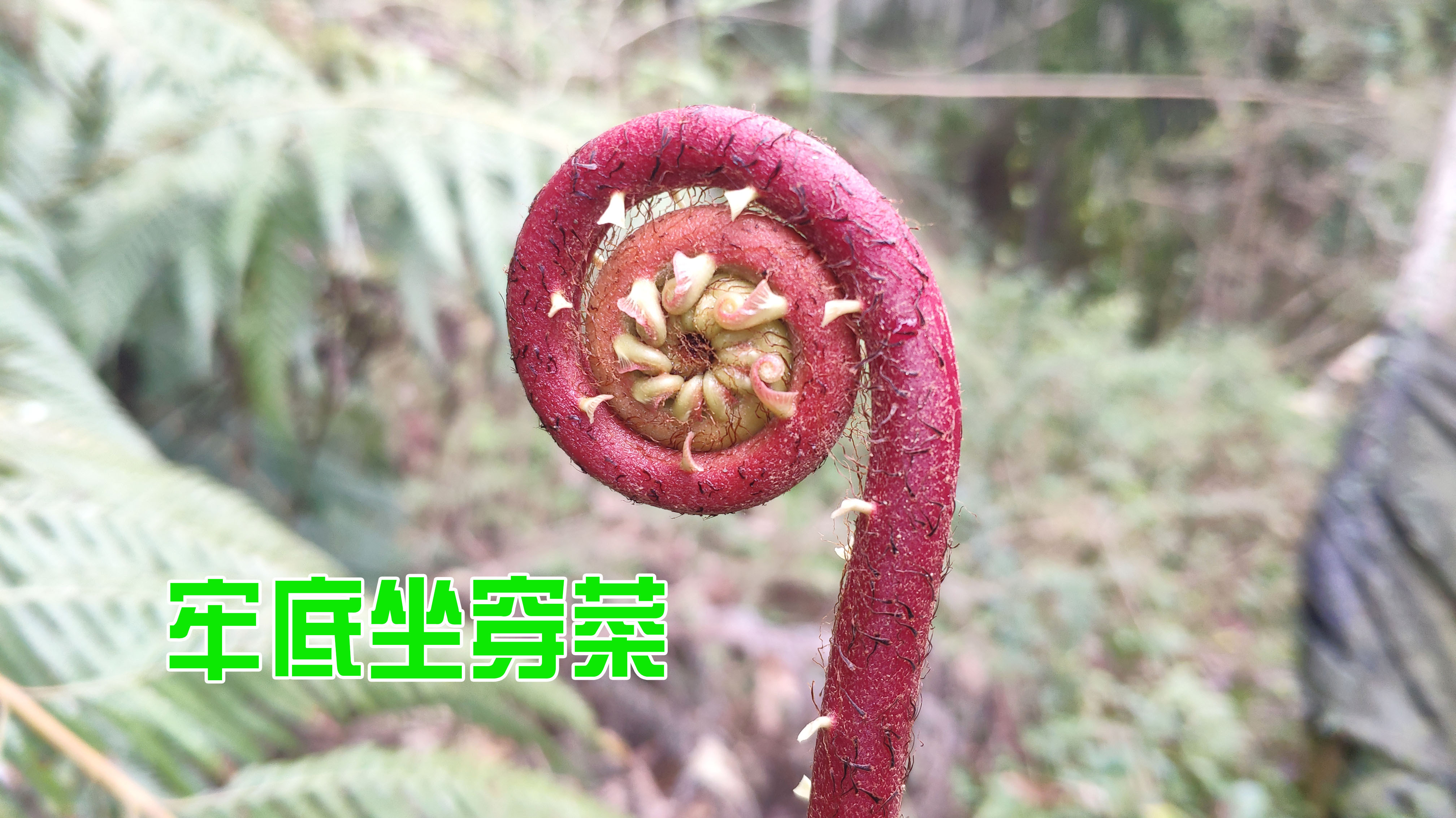 春天的野菜很肥美,山蕨或水蕨菜都有人喜欢,这种蕨菜却不能吃