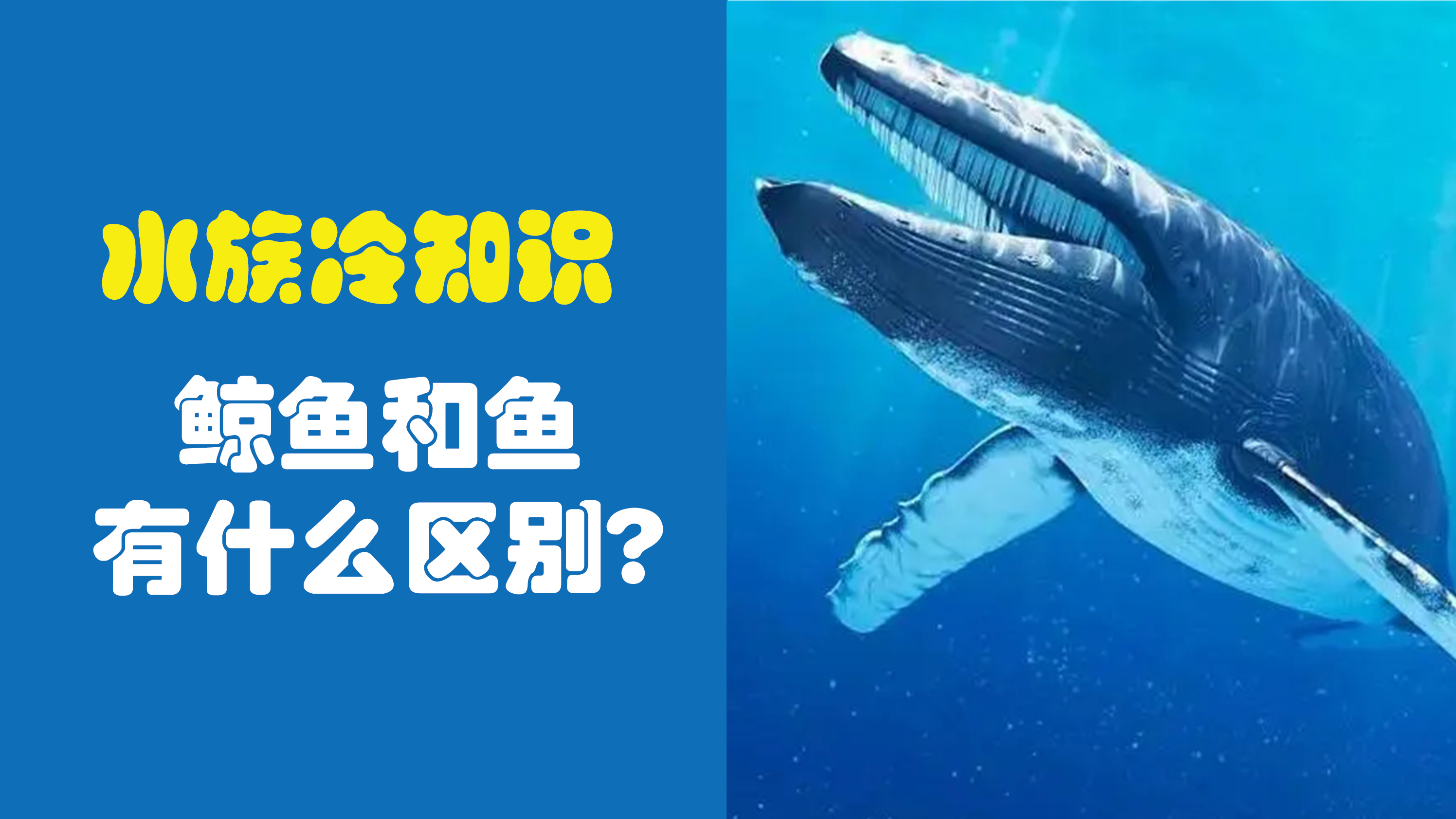 鲸鱼和鱼类有什么区别?鲸鱼是鱼吗?