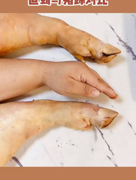 男子一直没觉得自己很胖,直到与猪蹄对比-度小视