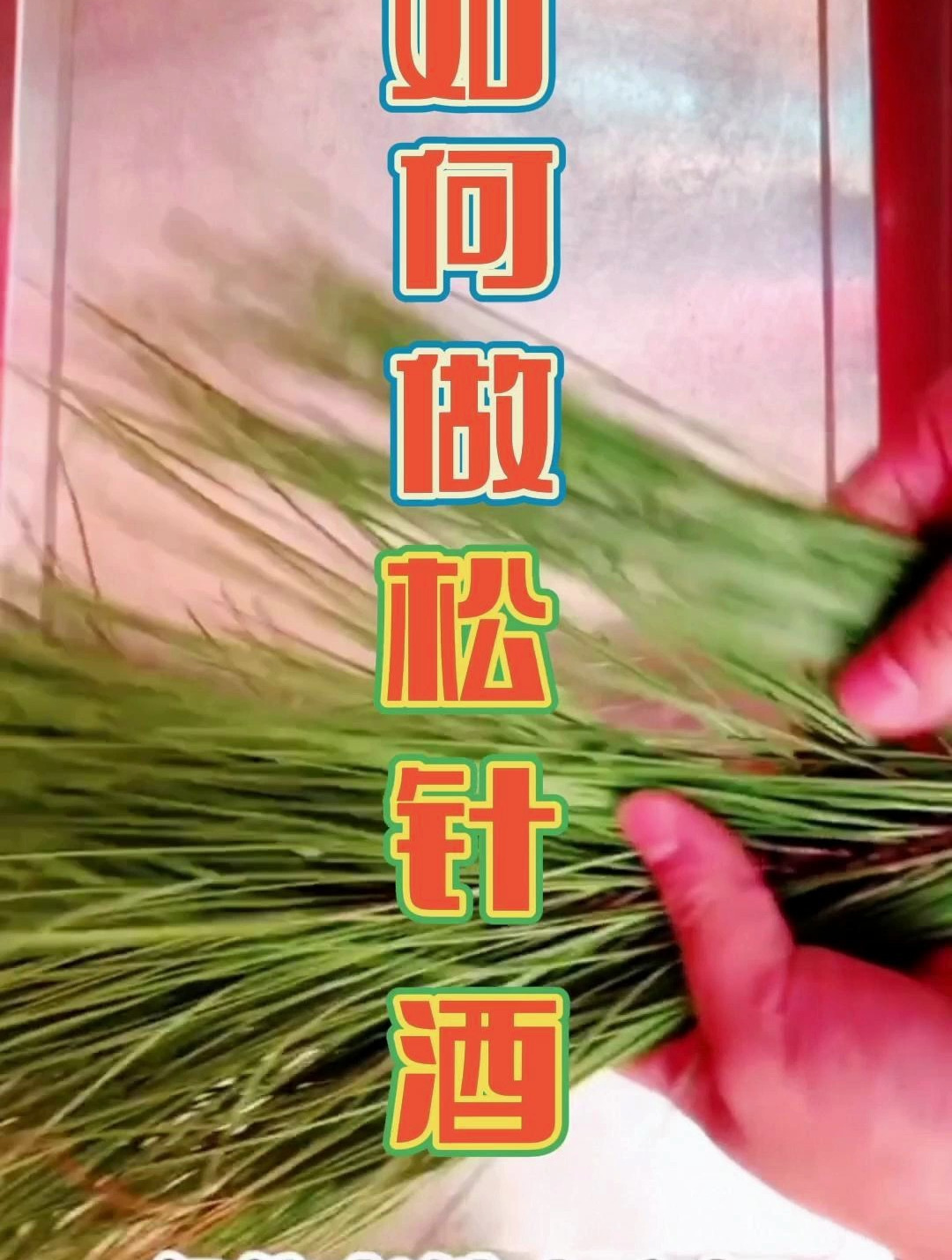 松针酒如何制作,以前的松针用来烧火煮饭,现在的松针用来酿酒喝-度小