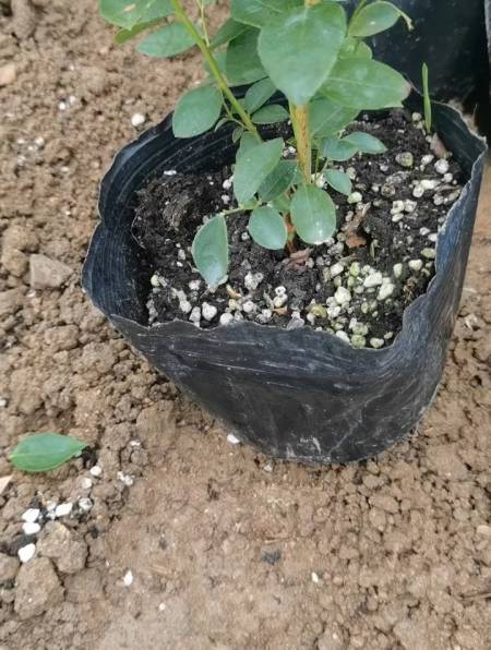 h5蓝莓苗培育基地 穴盘苗 营养杯苗 地栽苗-度小视