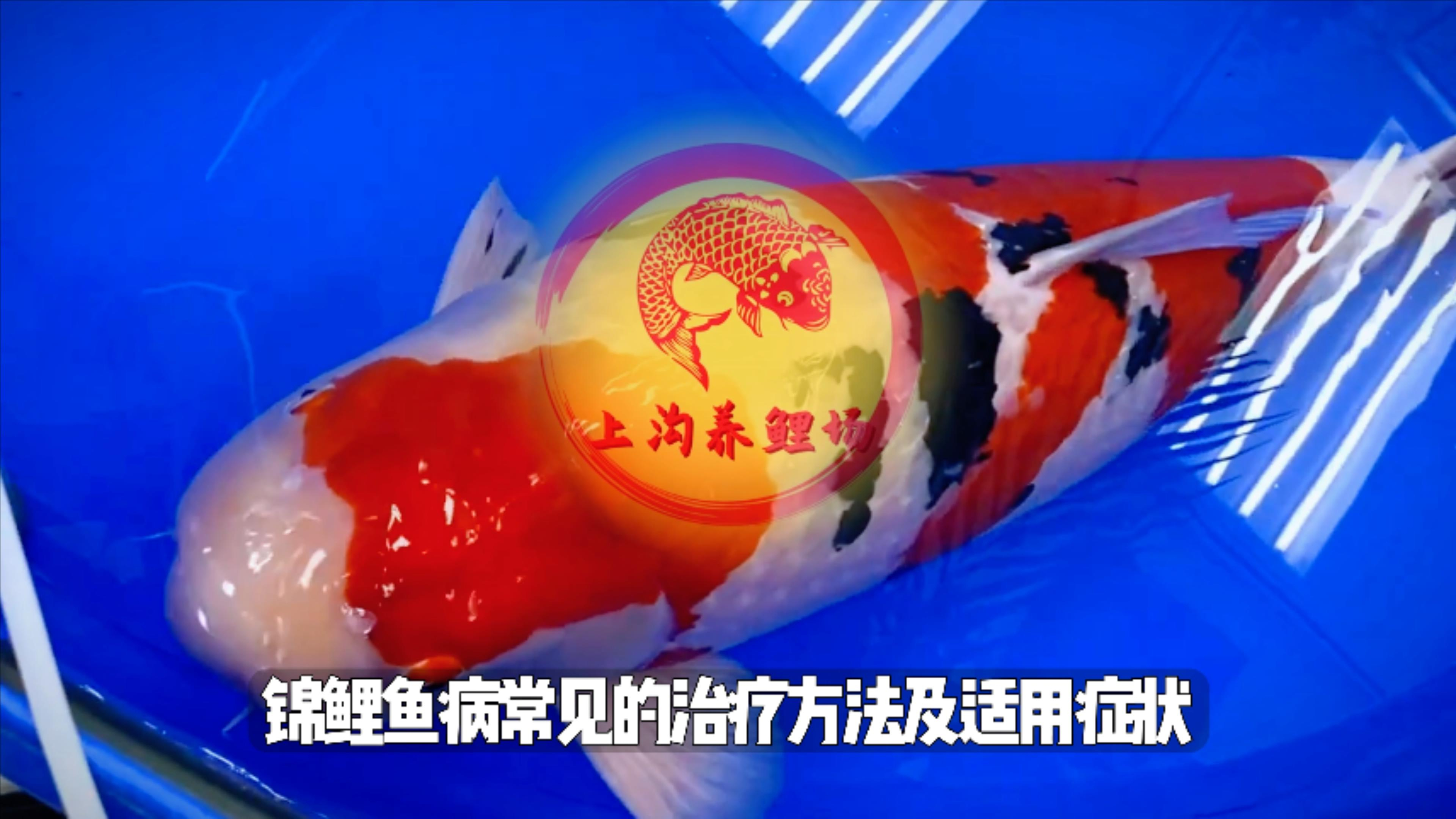 你知道锦鲤治疗的方法有哪些吗?盘点锦鲤鱼病治疗方法及适用症状