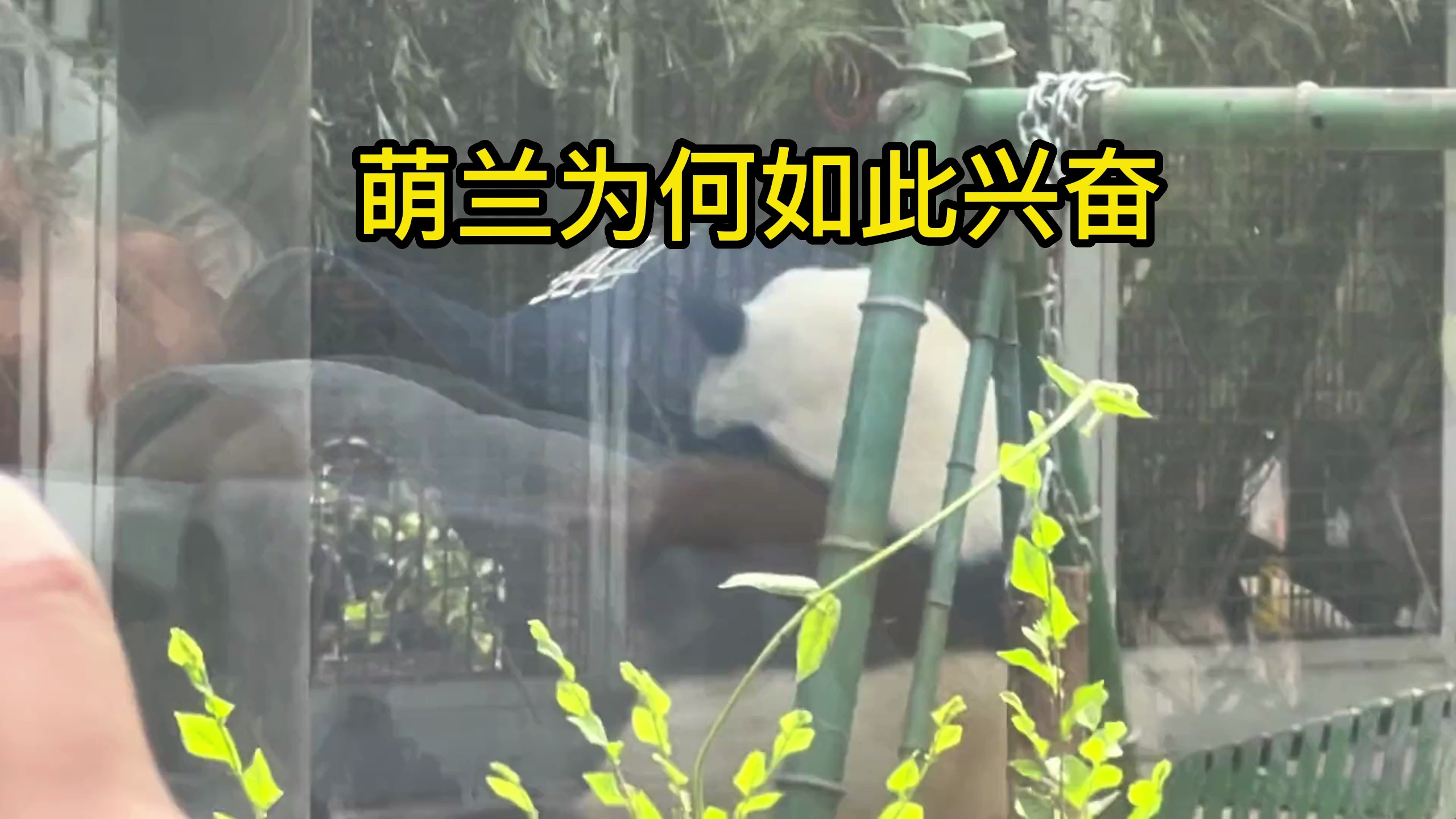萌兰为何如此兴奋呢,原来是吃到了蛋糕