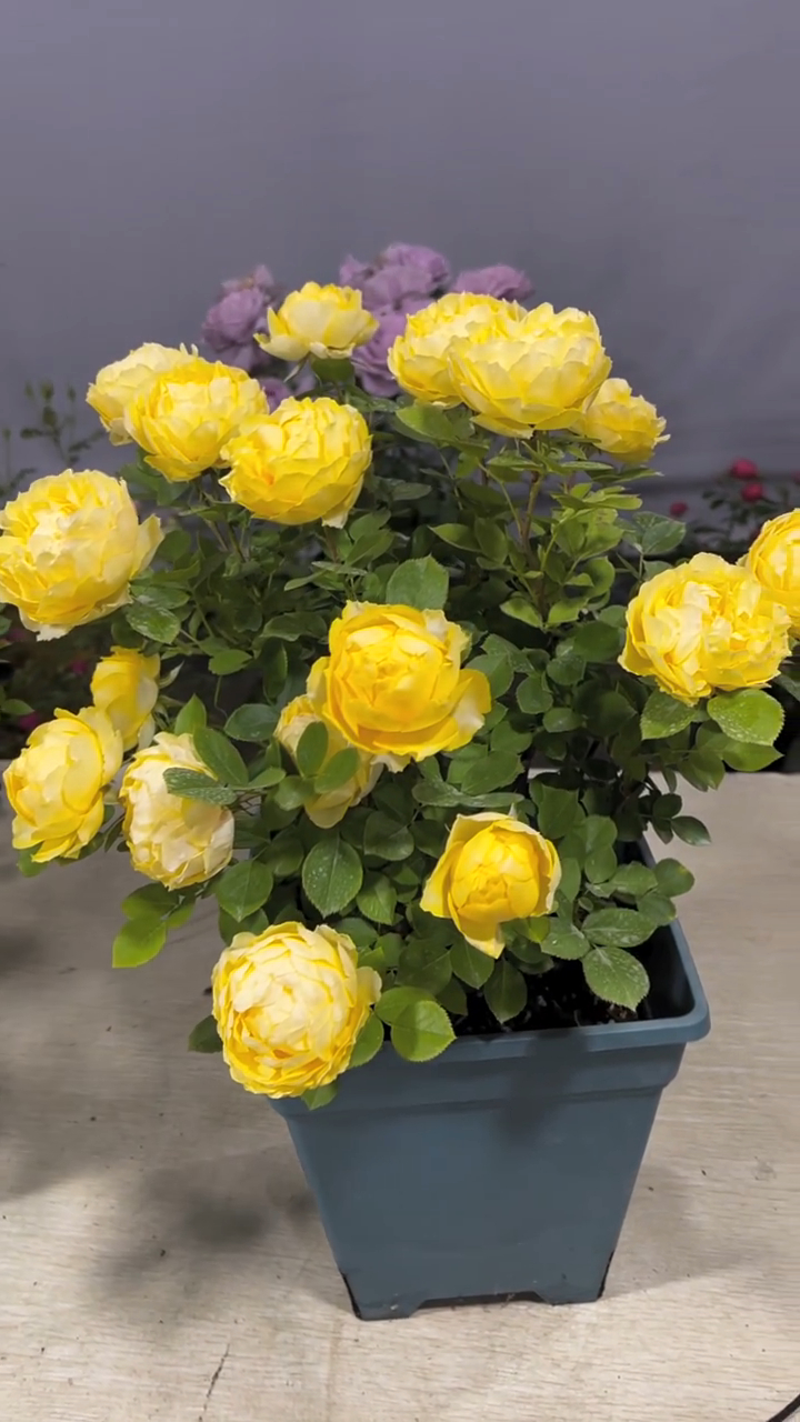 大花微月"金丝雀",超漂亮还好养