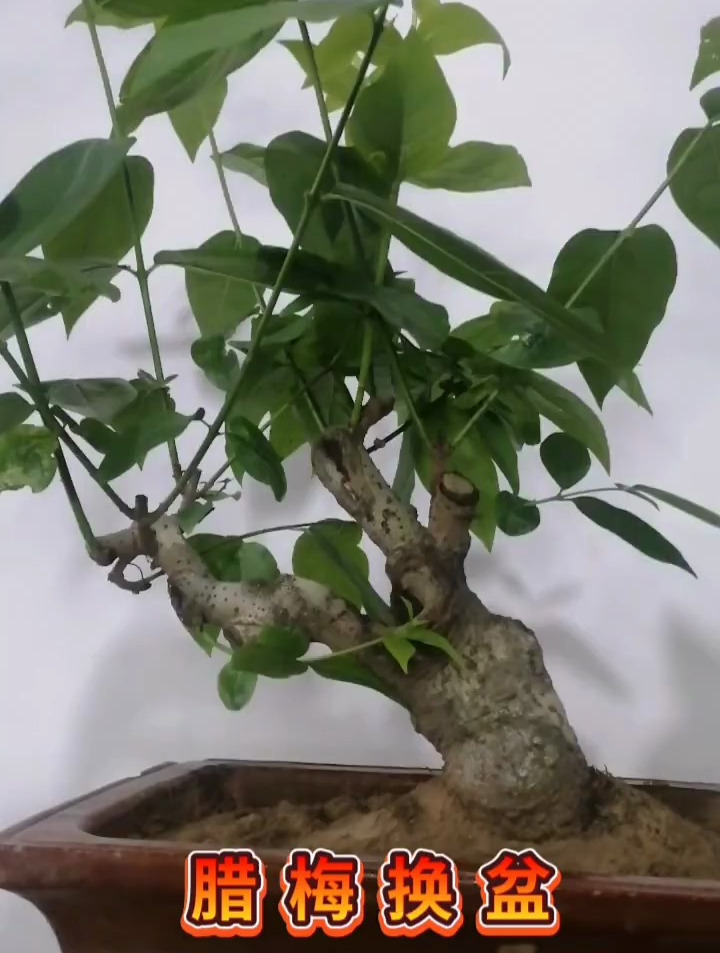 腊梅盆景修剪与护理,腊梅换盆技巧