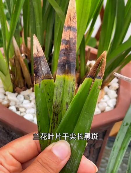 家里兰花反复焦尖,很多人都不知道这其实是病害在作怪!-度小视