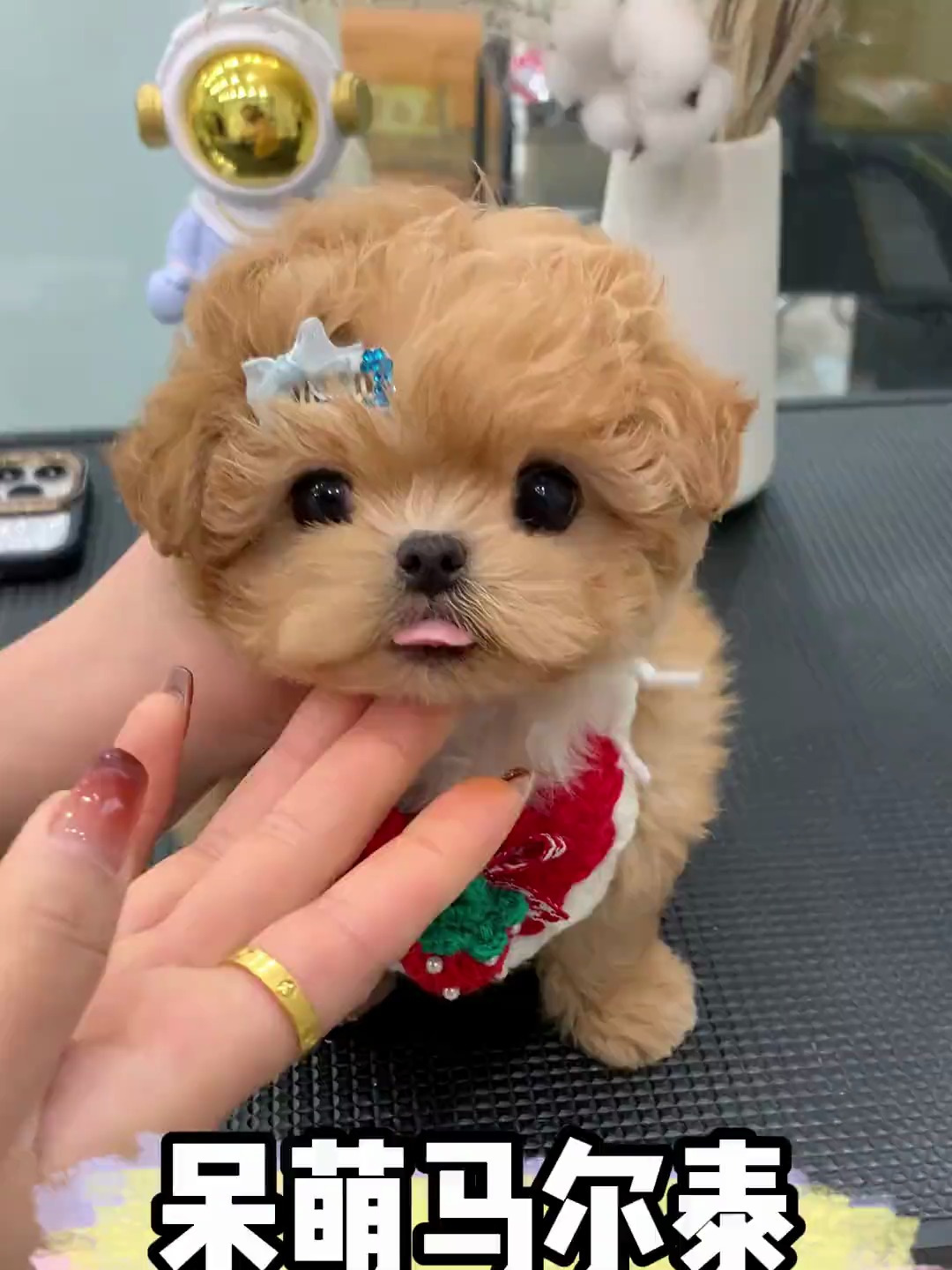 天呐这只马尔泰也太好看了吧