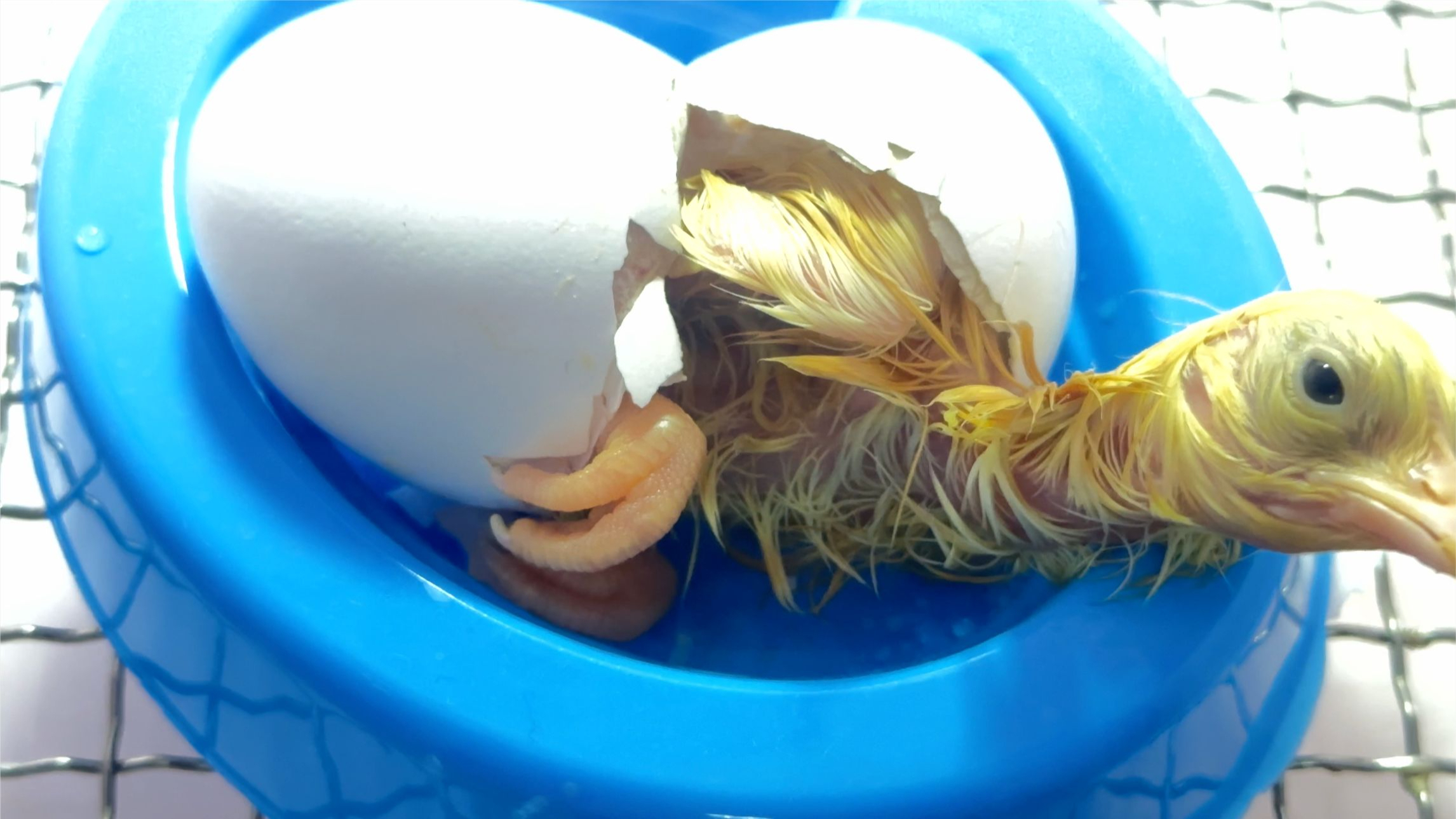 一枚鸡蛋蜕变成小鸡的全过程,生命真的是太神奇了