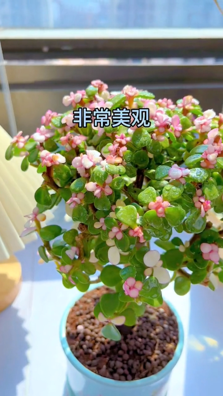 金枝玉叶古代王公贵族公主御用花好养易活高贵的多肉植物