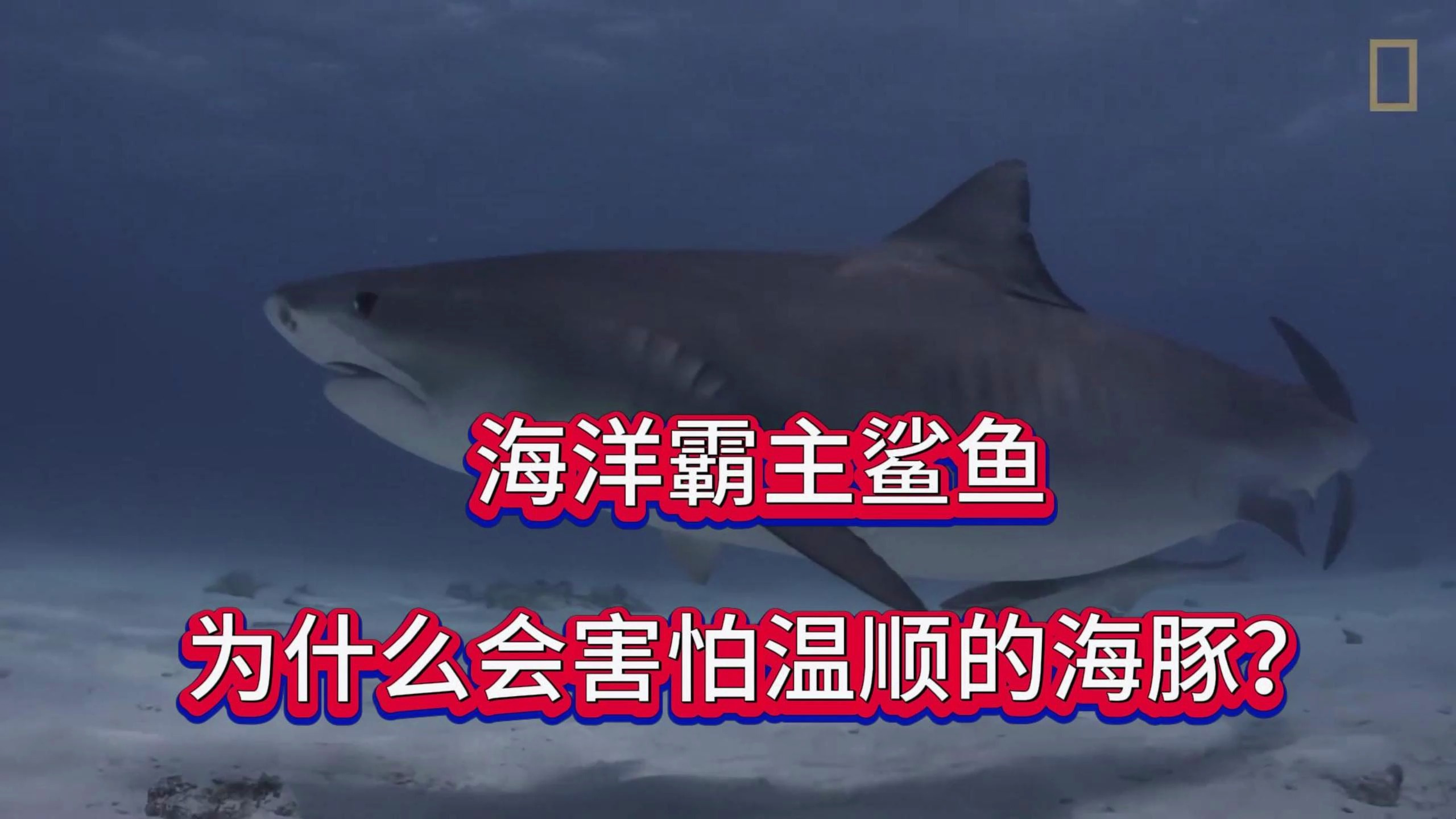 海洋霸主鲨鱼,为什么会害怕温顺的海豚?
