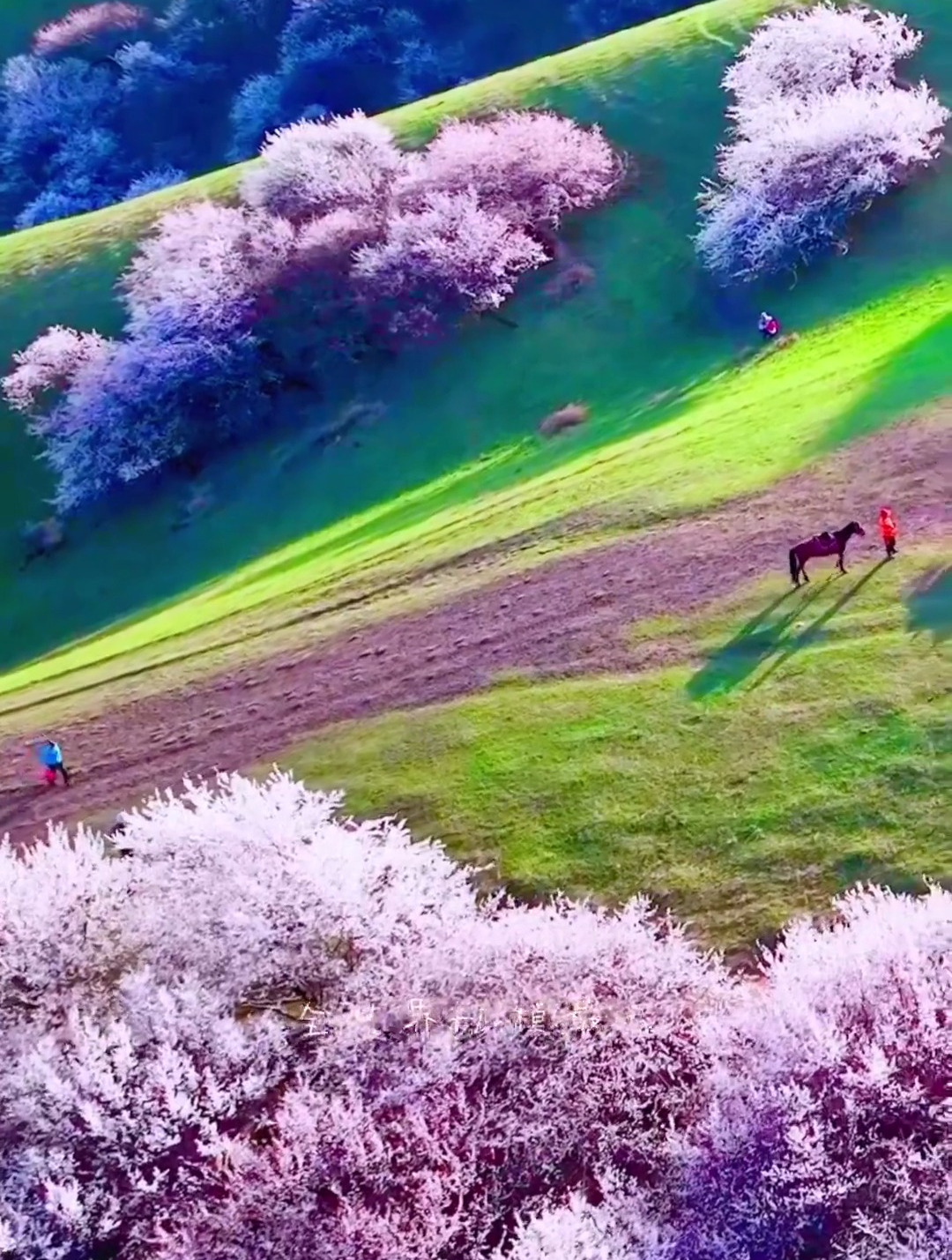 伊犁吐尔根杏花沟治愈系风景 一起享受大自然的美