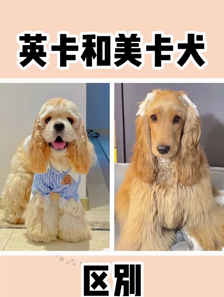 可卡犬被划分为英系可卡和美系可卡,那么他们有什么区别吗?