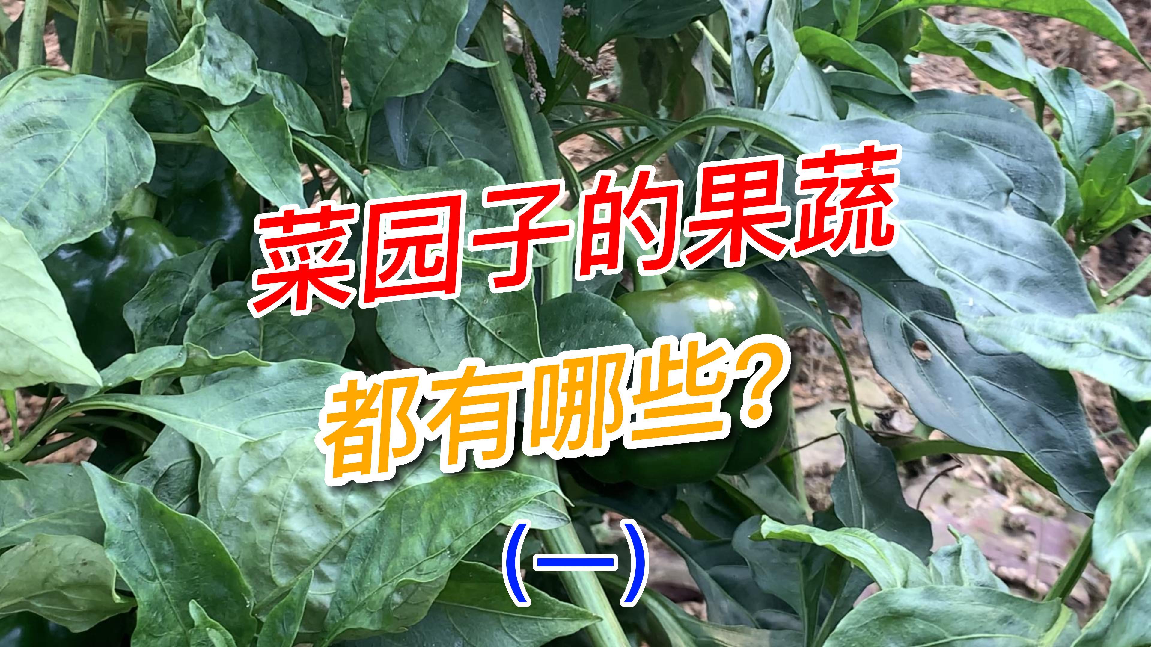 回农村快一个月了,菜园子都种了哪些果蔬?青菜瓜果一起来看看吧