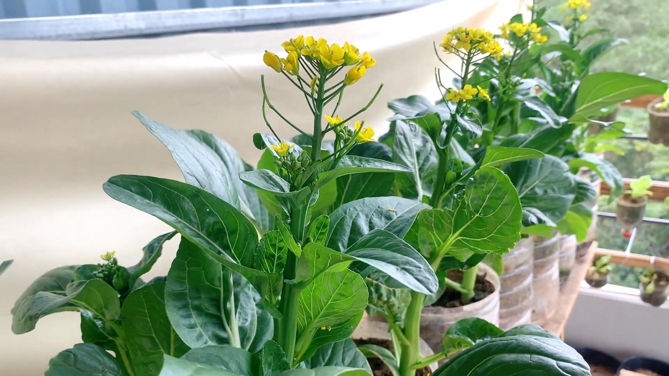 废弃的油桶别扔,简单改造一下种植广东菜心,20多天就能长爆盆!