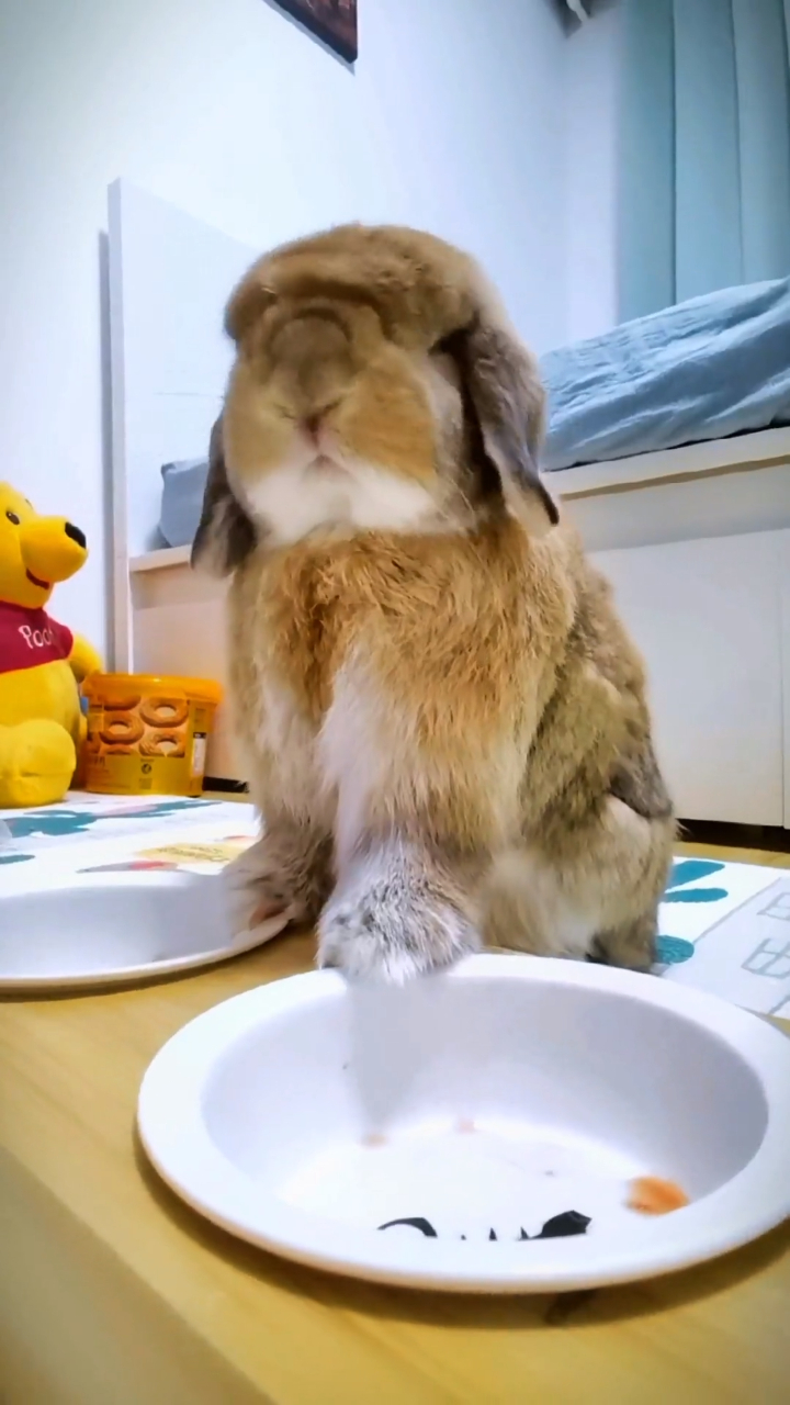 被兔子洗脸萌到了